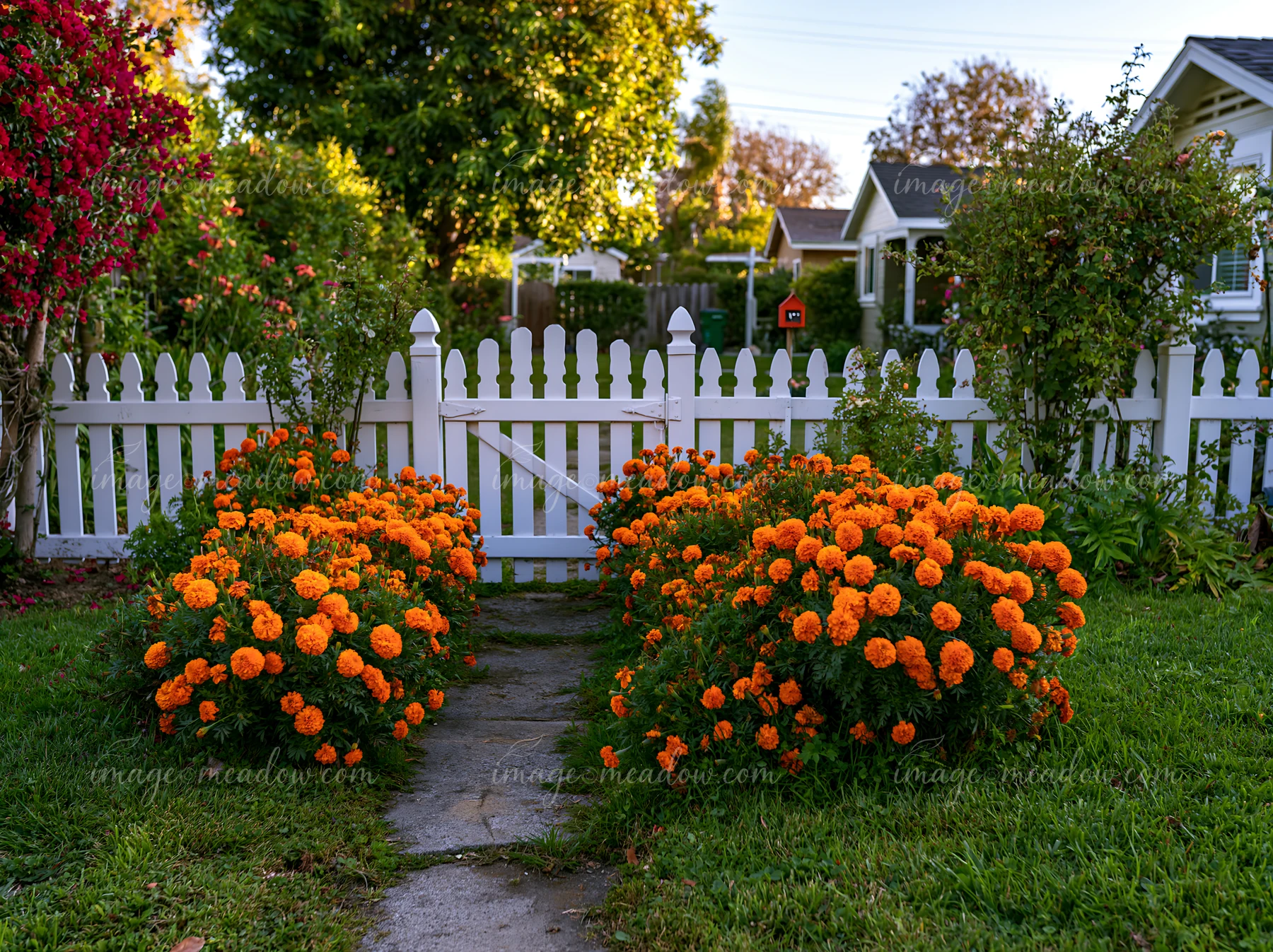 Bright marigold flower bed lines a stone path leading to a white picket fence in a suburban garden.