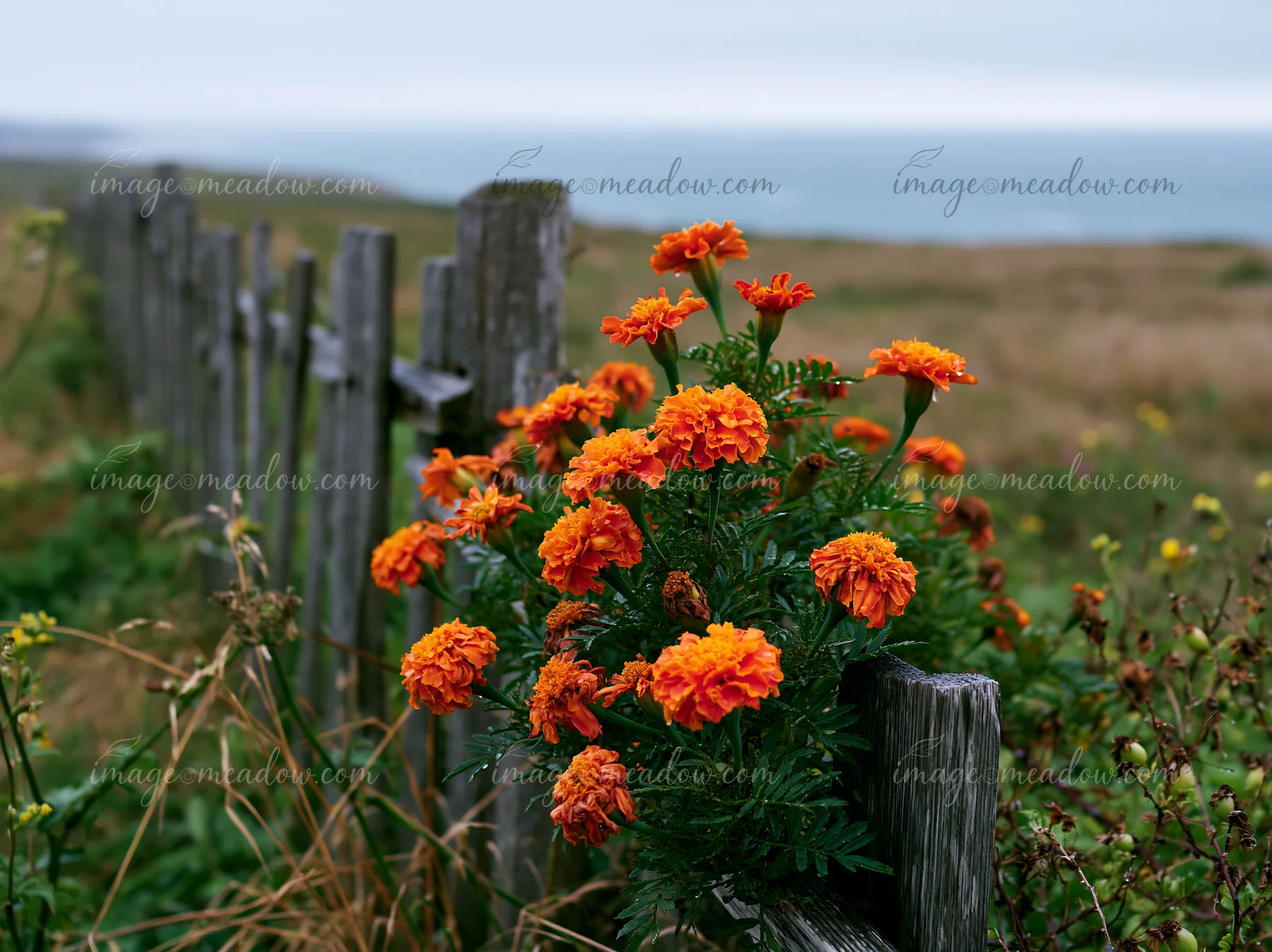 Bright orange flowers grow near a wooden fence on an island after rain.