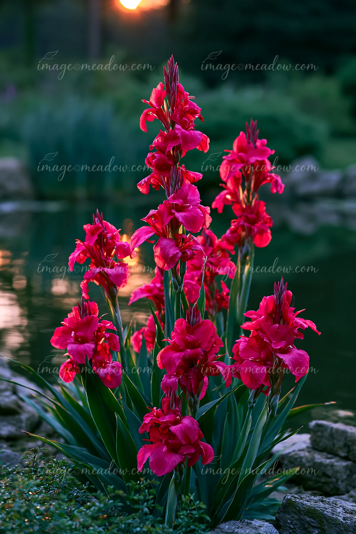 Bright pink canna lilies bloom beside reflective pond water, with green leaves, rocks, and warm light behind them.