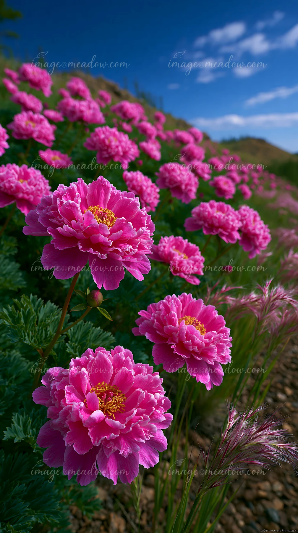 Bright pink flowers fill a garden space with lush greenery in the background.