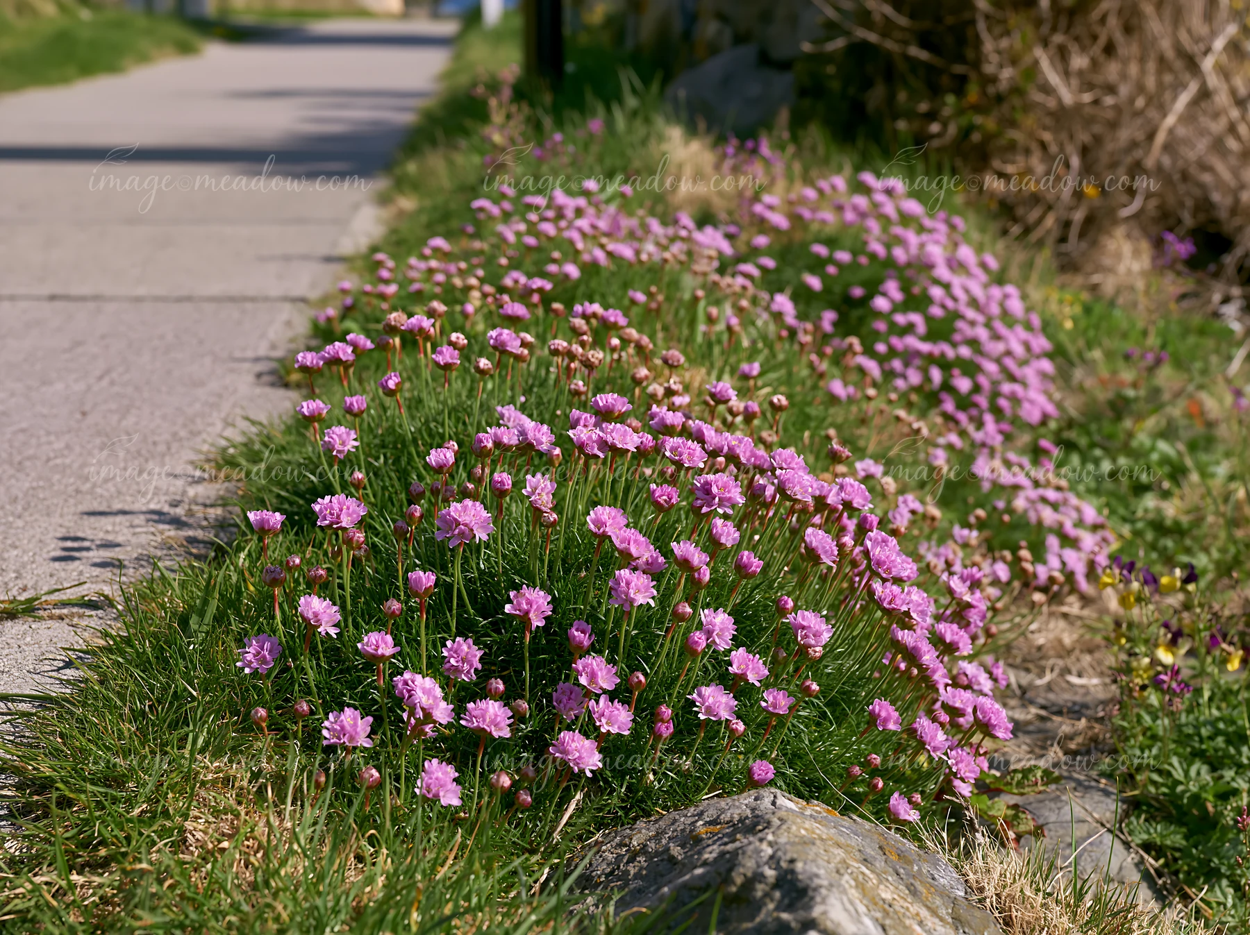 Bright pink flowers grow along a pathway, creating a natural border on the island.