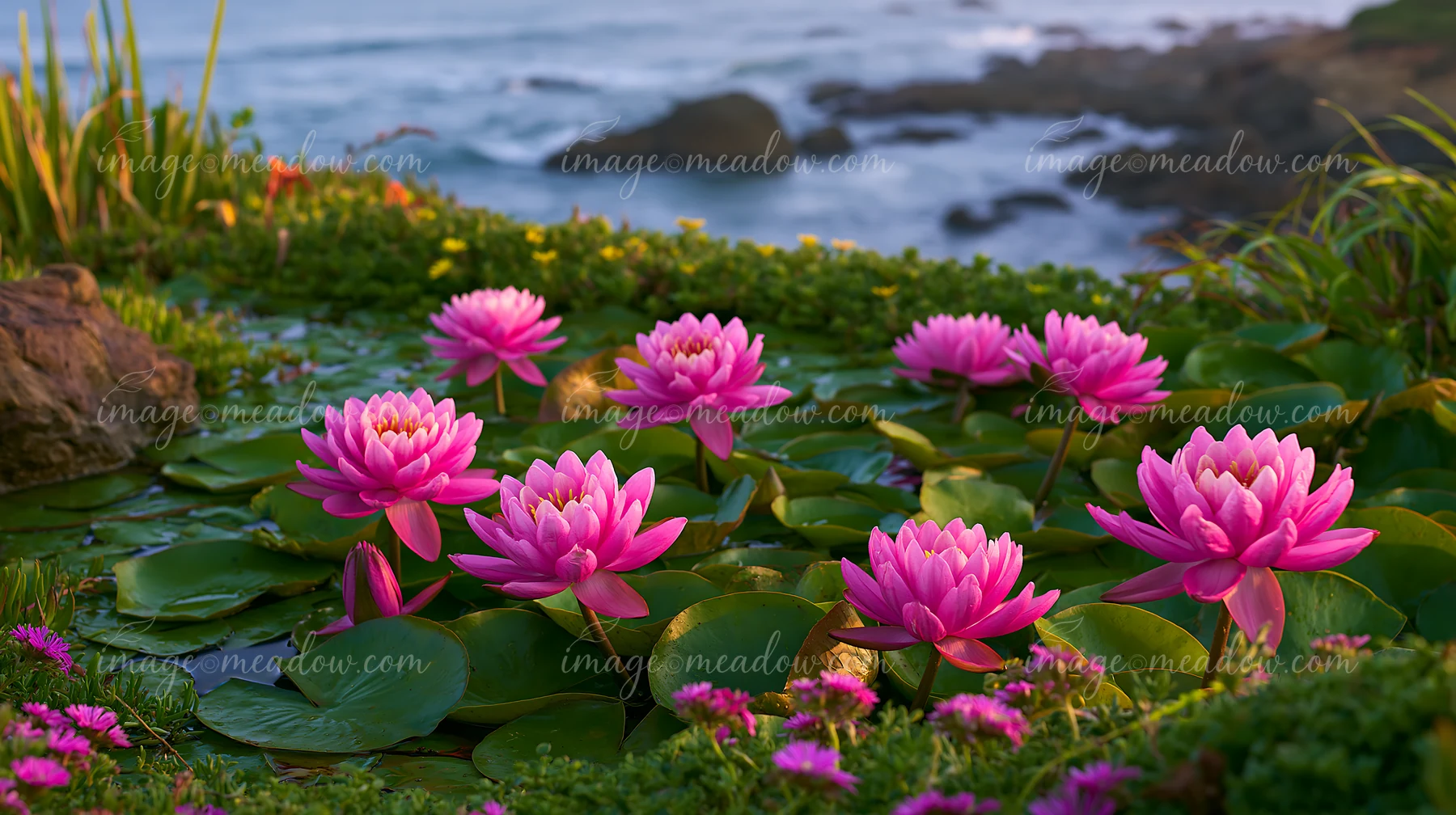 Bright pink flowers surround a natural pond that is near the ocean.