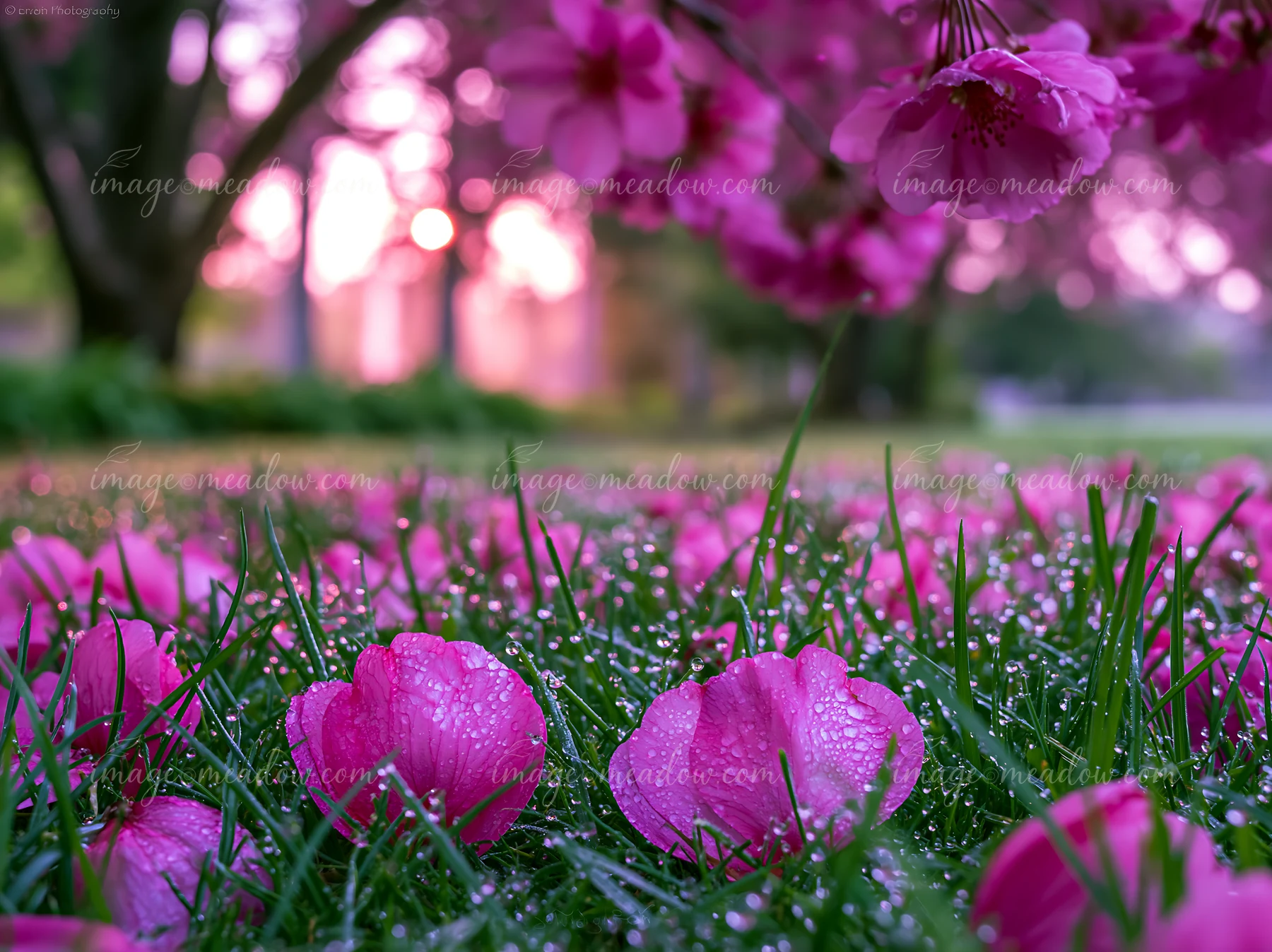 Bright pink petals scatter across green grass under spring trees as dew glistens on the ground.