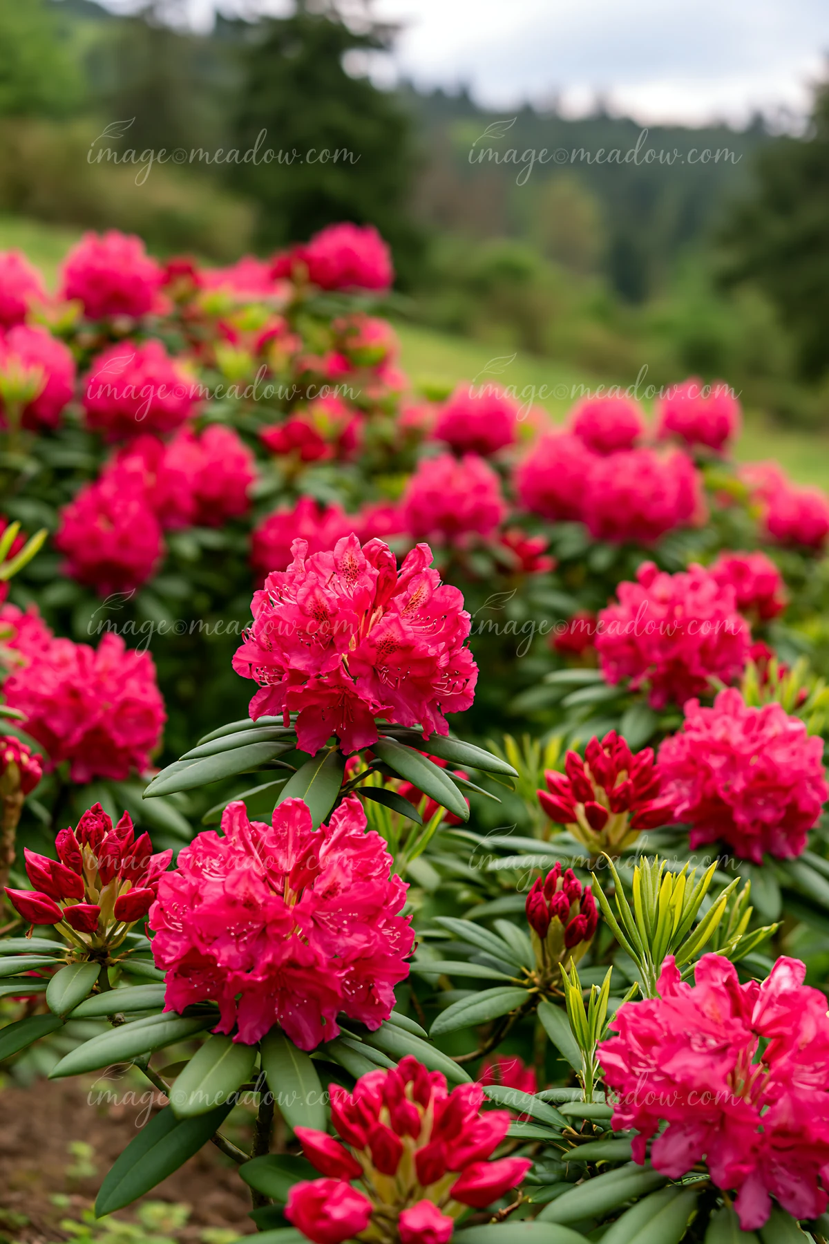 Bright pink rhododendrons bloom on a hillside, creating a colorful scene surrounded by green foliage and hills under a cloudy sky.