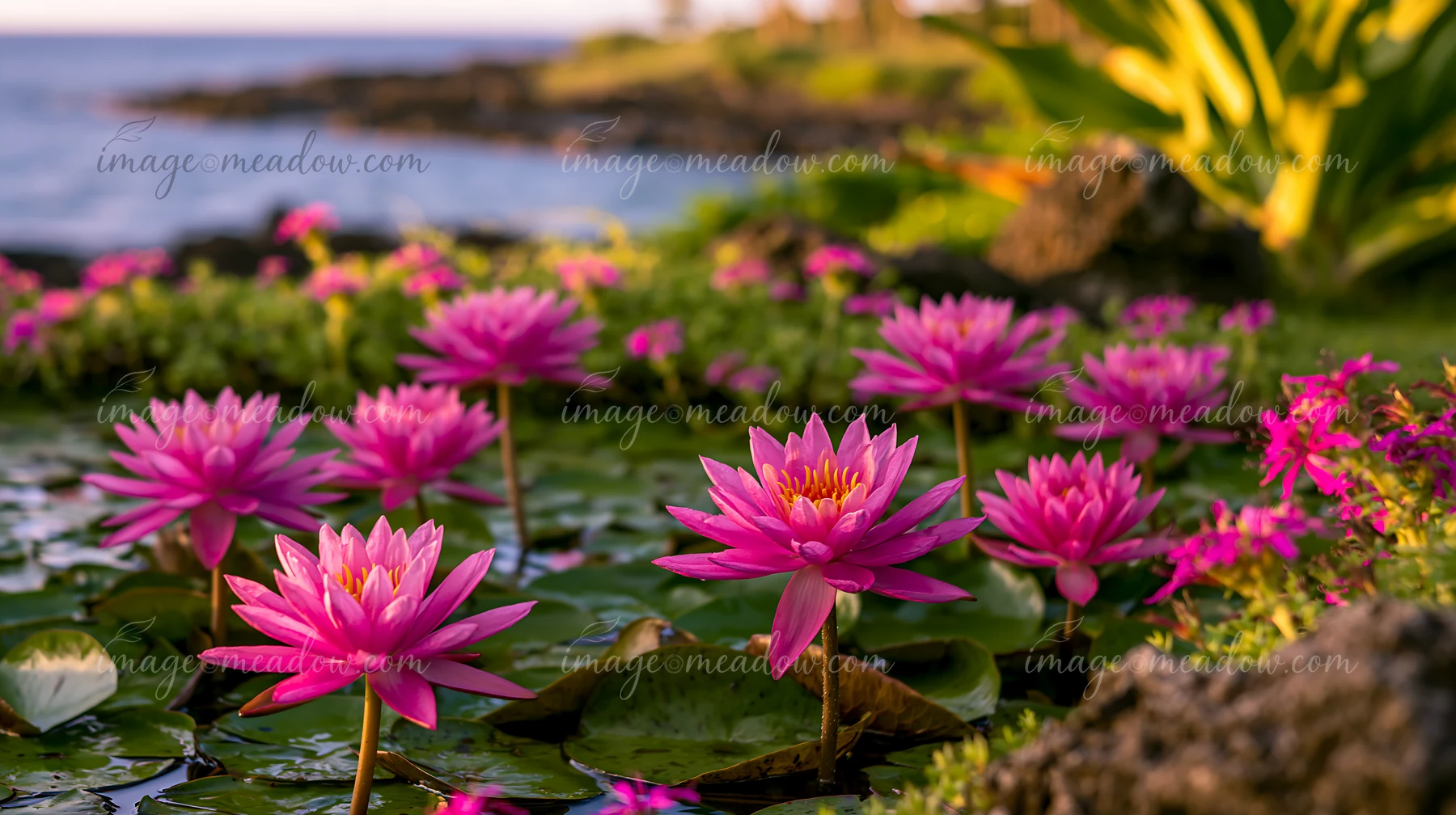 Bright pink water lilies bloom amidst green leaves around a natural pond near the coastline.