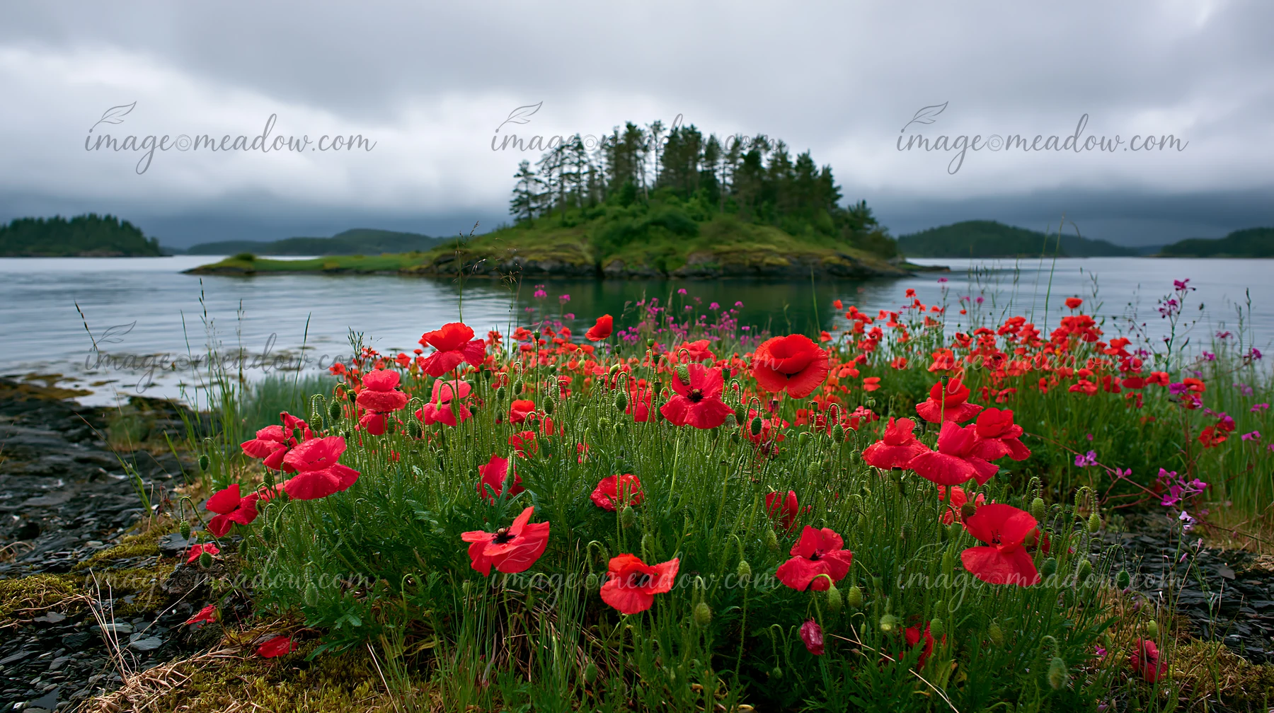 Bright red flowers bloom near the shoreline of an island with trees, set against a gray sky after rain.