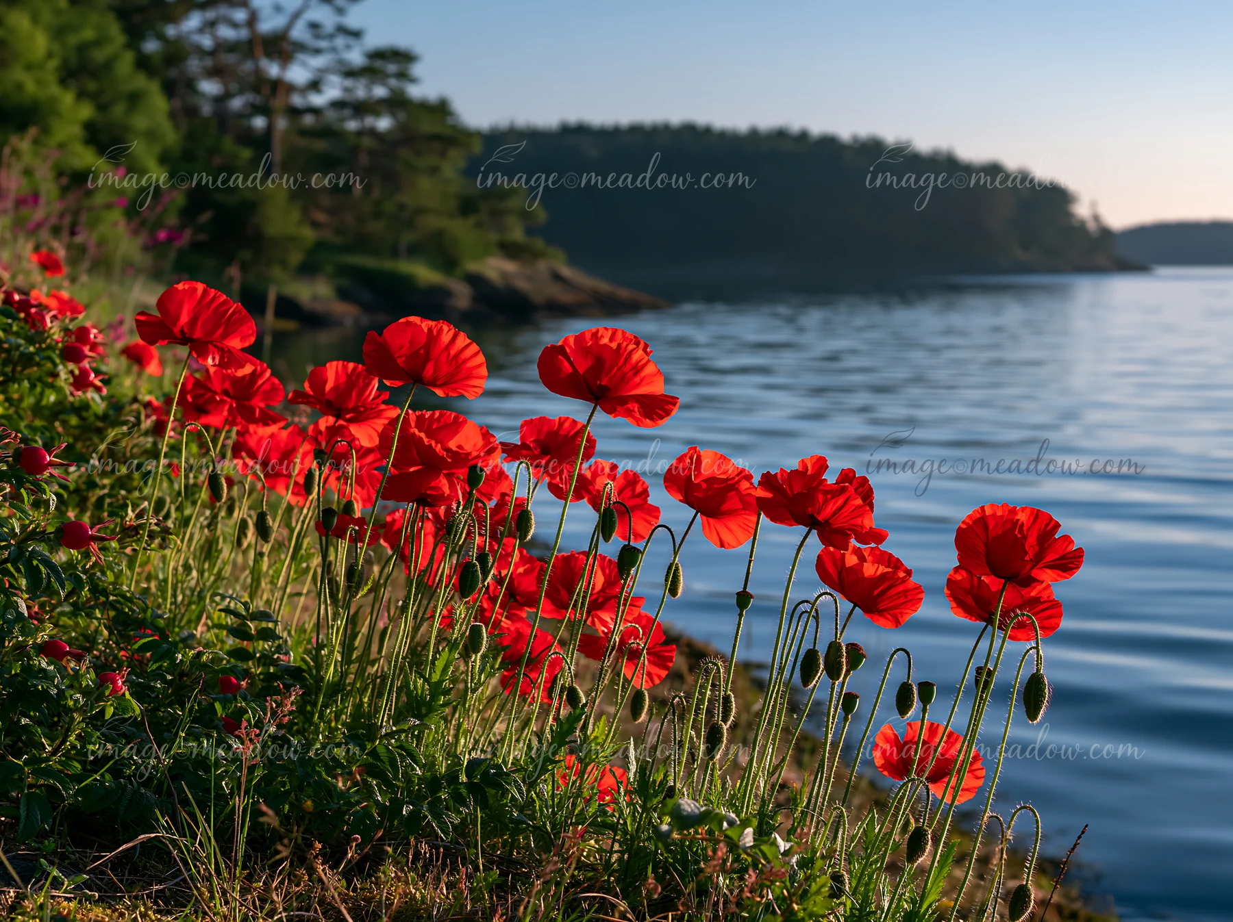 Bright red flowers grow along the edge of a bay, reflecting the morning light.