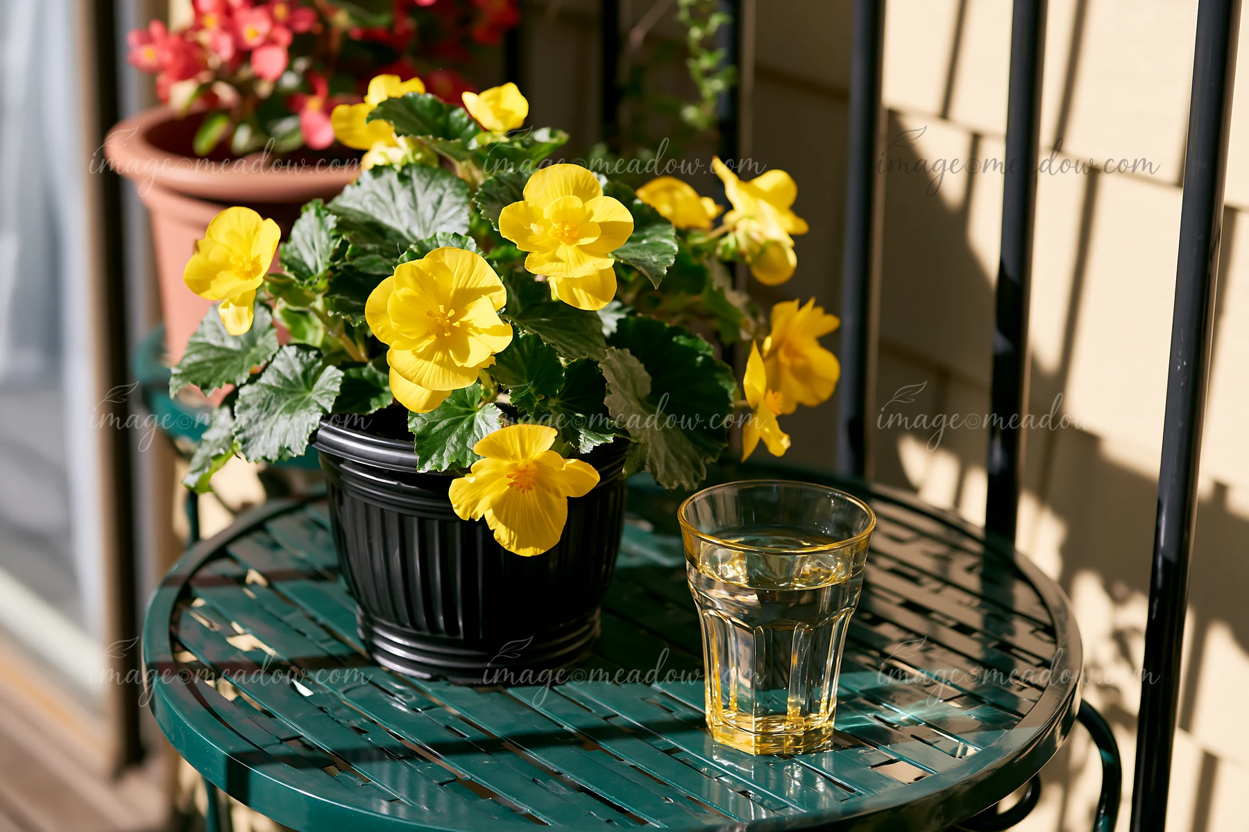 Bright yellow begonia flowers are in a black pot on a green balcony table.