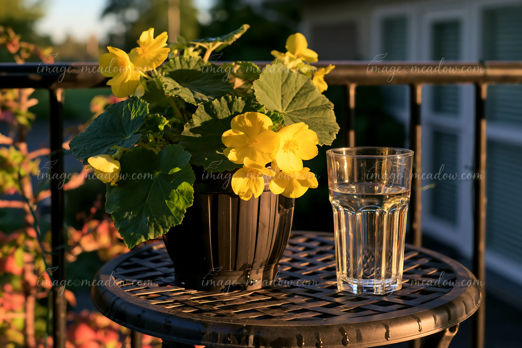 Bright yellow begonia flowers sit in a black pot on a balcony table beside a glass of water.