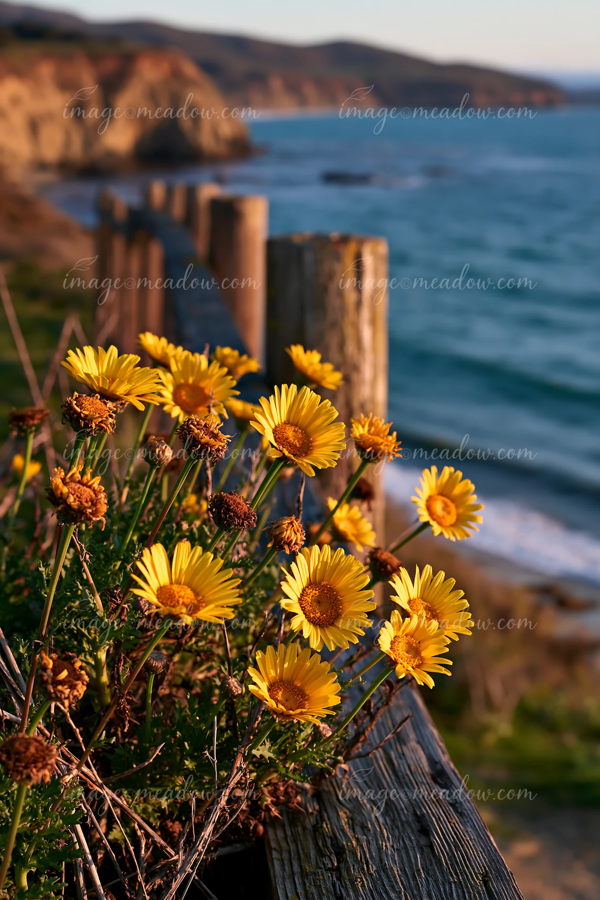 Bright yellow flowers grow near a wooden fence overlooking the coastline.