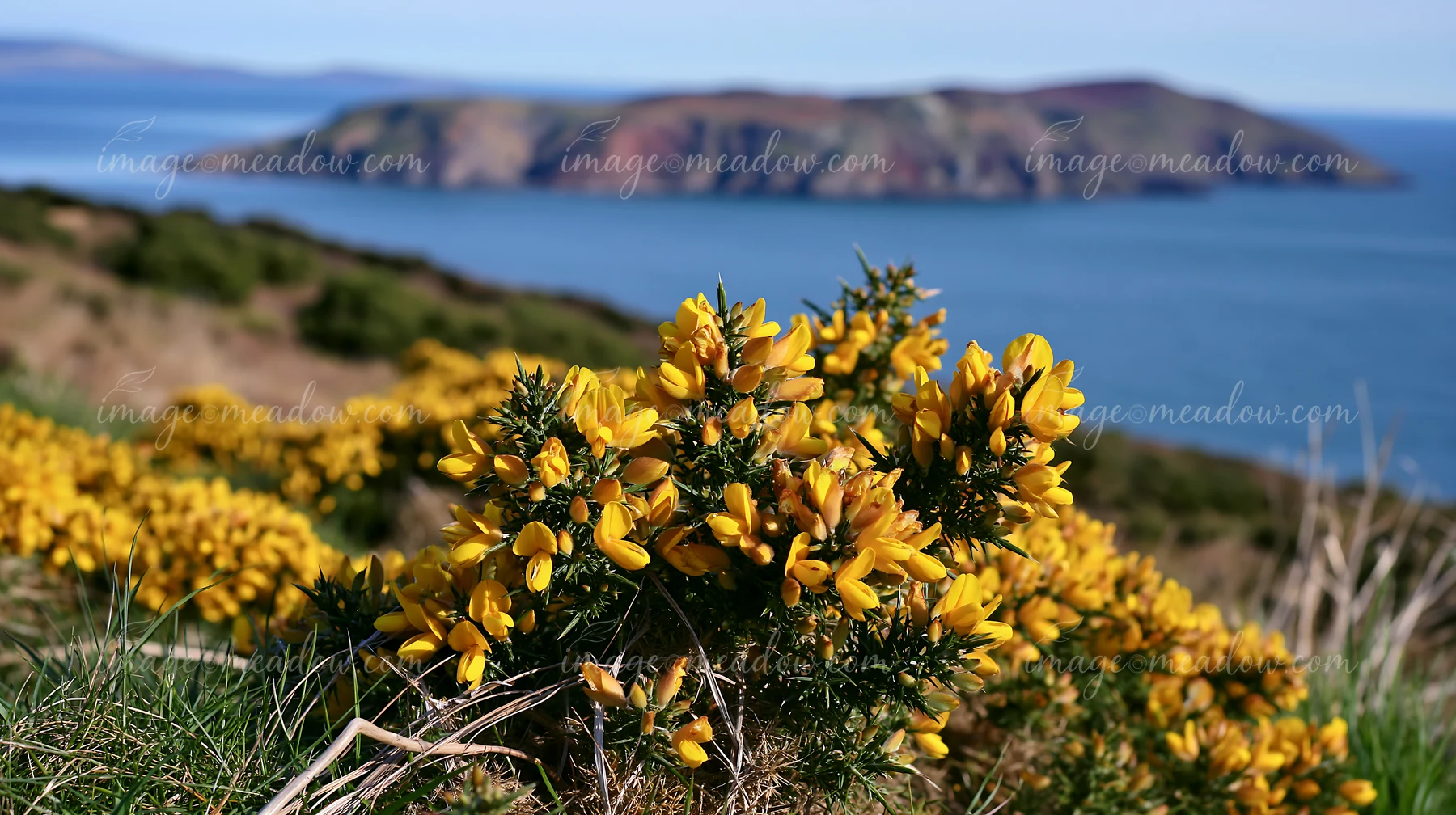 Bright yellow flowers stand out against the blue sea and distant island.