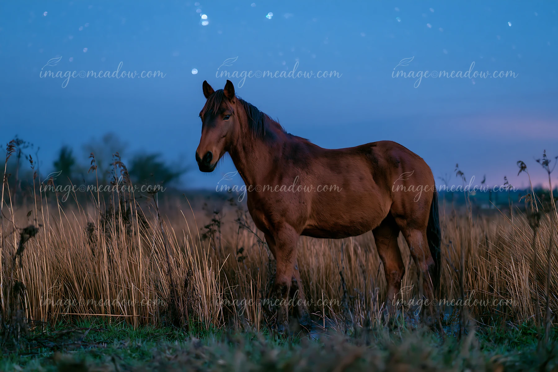 Brown horse standing in tall grass beneath a blue starry sky at dusk.