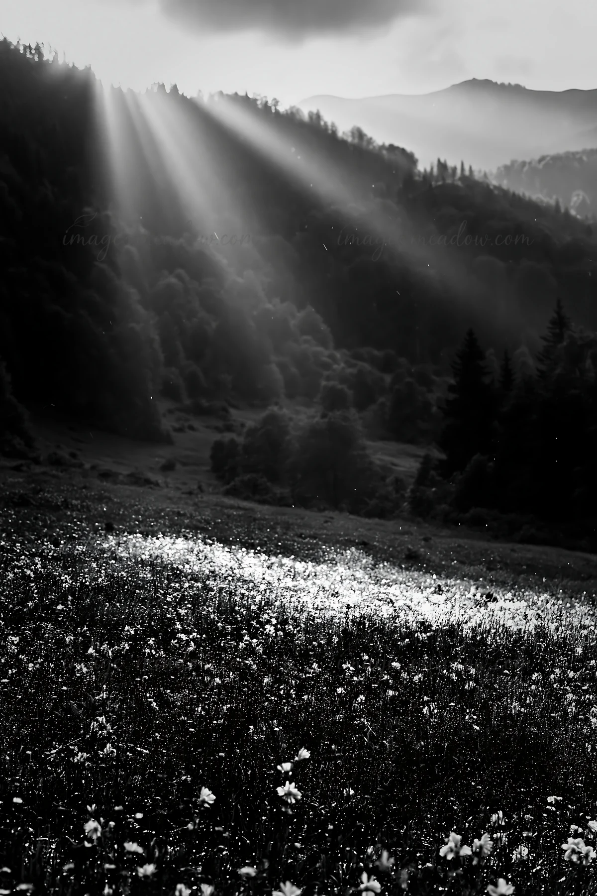 The scene shows light rays breaking through clouds over a meadow in the Bucegi Mountains. Wildflowers are scattered across the grassy field. Dense trees surroun