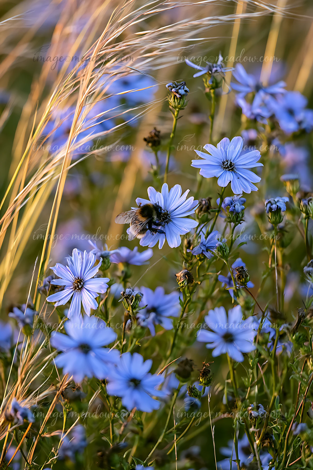 Bumblebee gathering nectar from a blue flower in a meadow of wildflowers and grasses.