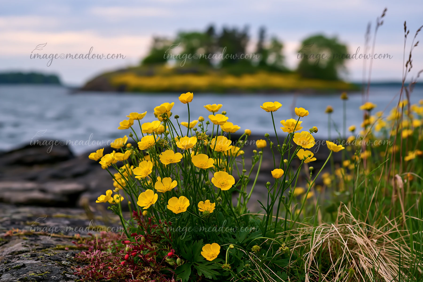 Buttercups bloom brightly along the rocky shoreline, with a distant island covered with buttercups visible in the background.