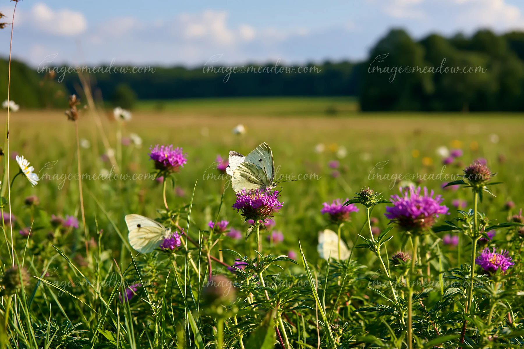 Butterflies gather around blooming flowers in a meadow recovering after mowing under a bright sky.