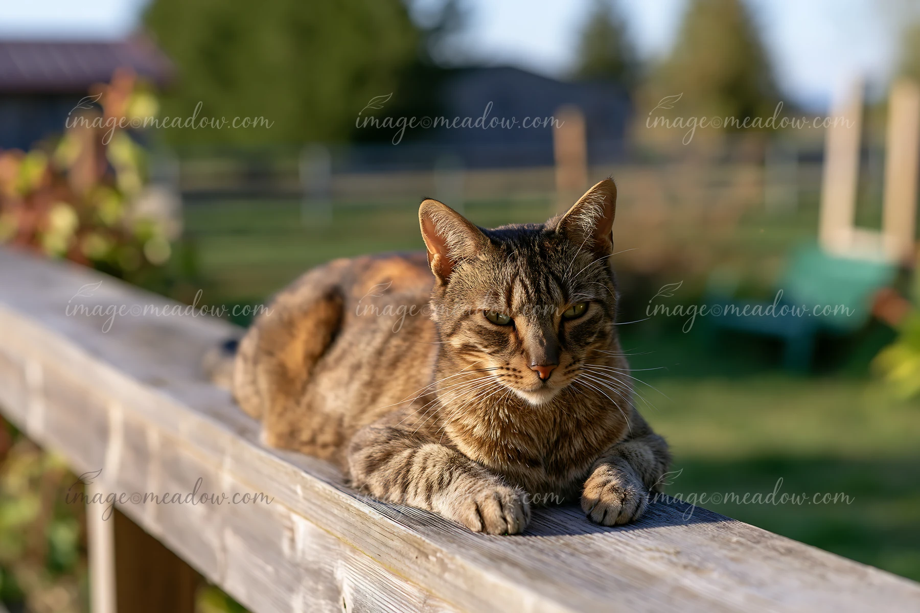 California Spangled cat resting on a wooden fence with a softly blurred rural background.