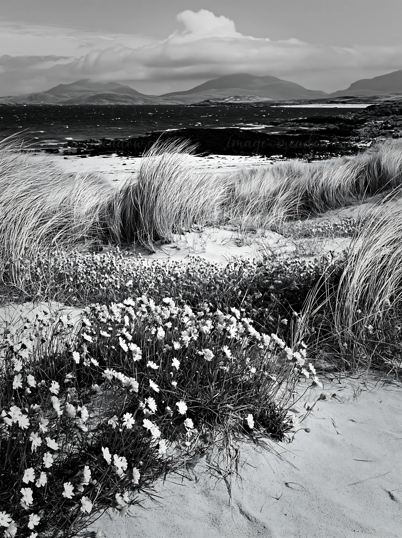 A meadow of campion bellflowers grows along a sandy beach. The scene includes tall grass swaying in the wind. Mountains rise in the background under cloudy skie