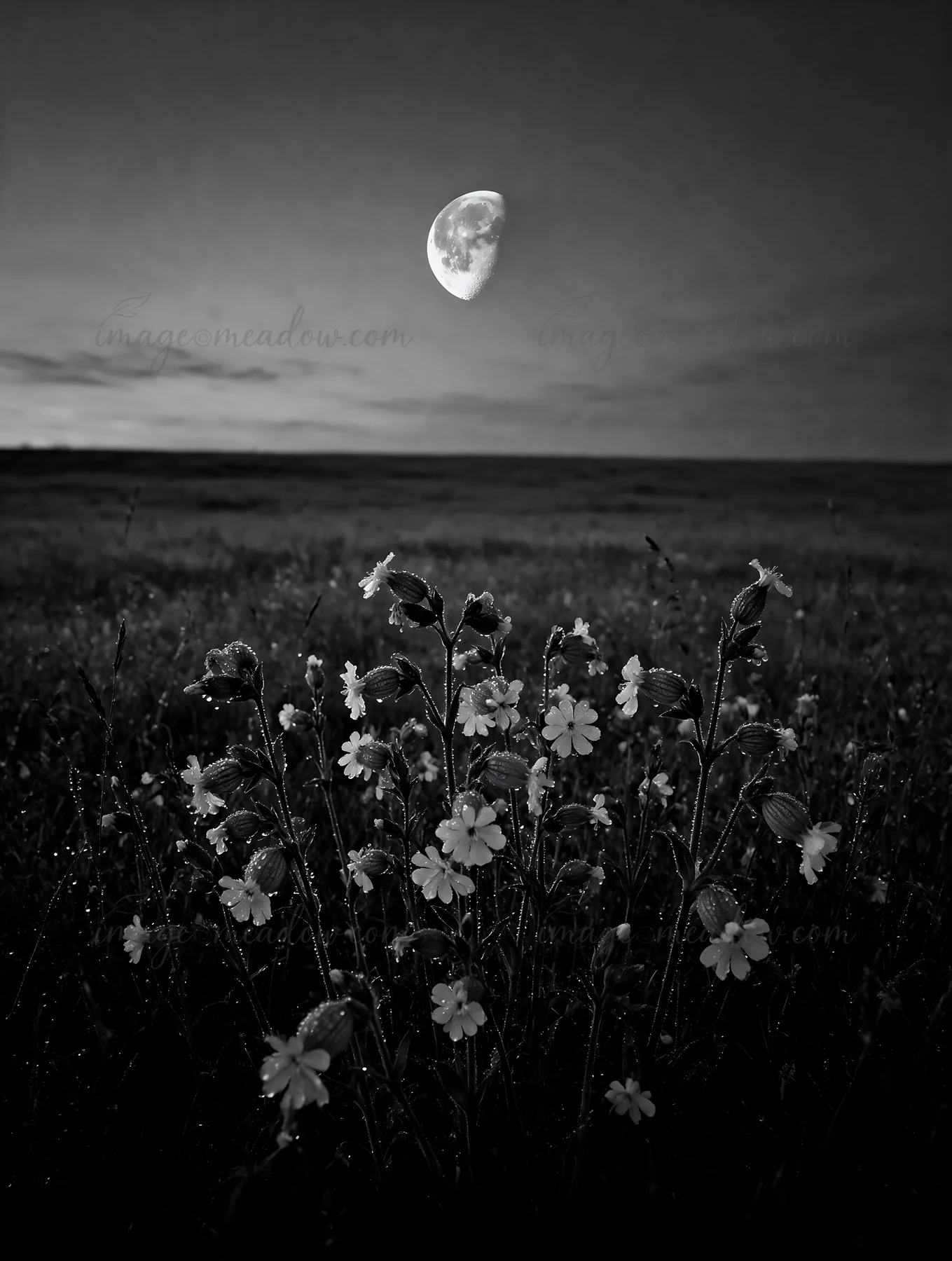 A meadow filled with Campion bellflowers stands under a clear night sky. The moon shines brightly above, creating a calm setting as twilight sets in on the land
