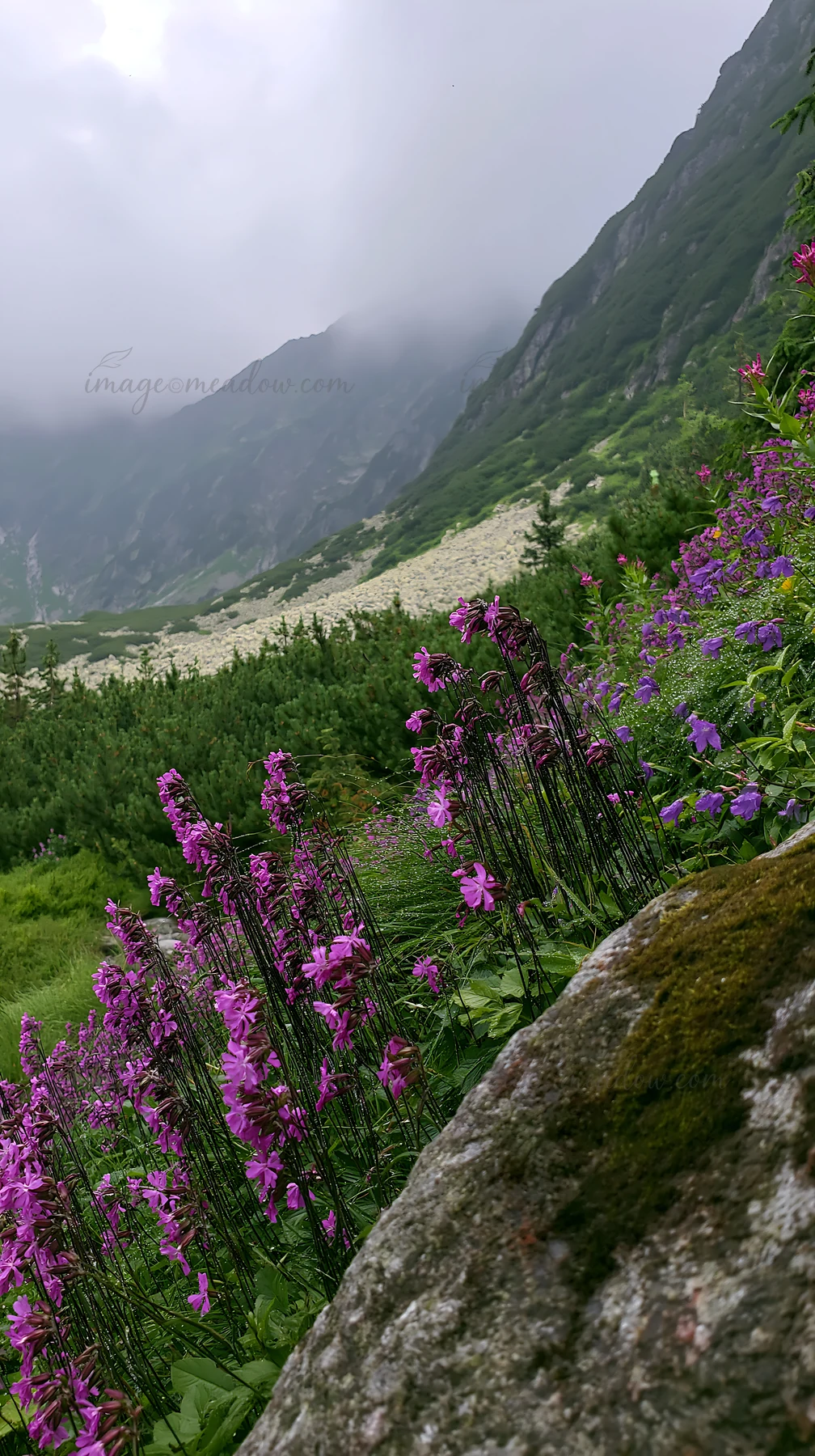 Campion bellflowers bloom in a meadow with mountains in the background. The landscape shows a variety of plants with clouds covering the peaks in the distance.