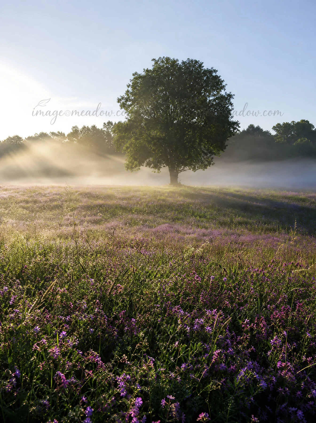 A meadow filled with campion bellflowers is illuminated by the sun. A single tree stands in the background surrounded by mist in the early hours of the day.