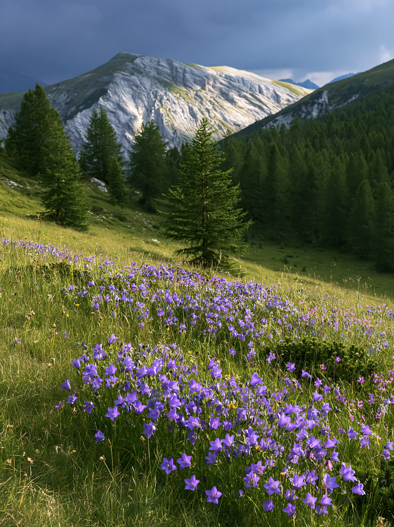 A meadow filled with campion bellflowers grows near a mountain range. The scene shows green grasses and tall trees surrounding the purple flowers against a back