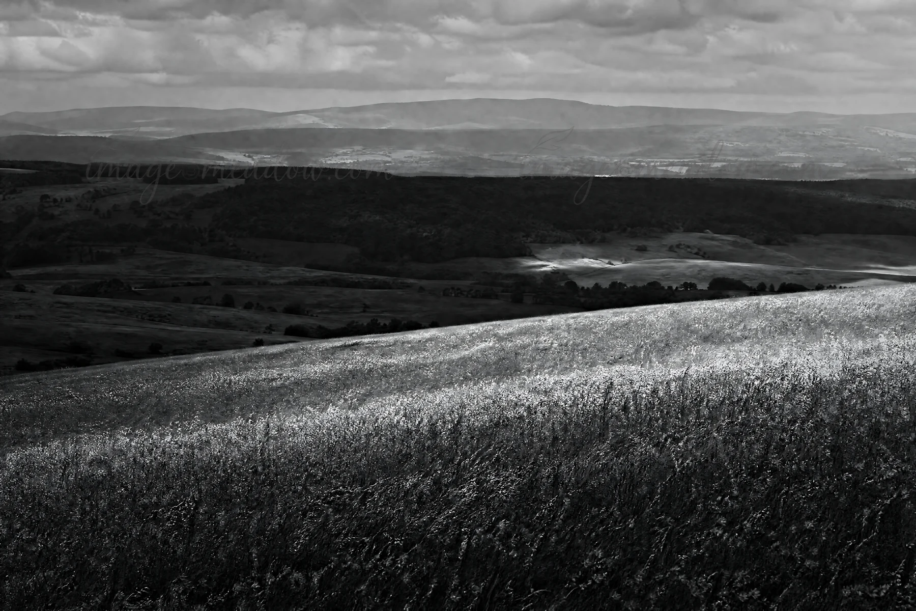 A field of campion bellflowers stretches across green hills. The landscape shows rolling hills in the distance, and a cloudy sky creates varied lighting over th