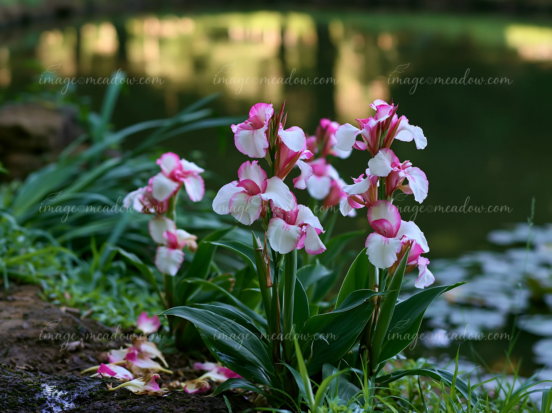 Canna lily flowers bloom beside a calm pond, showing pink and white petals.