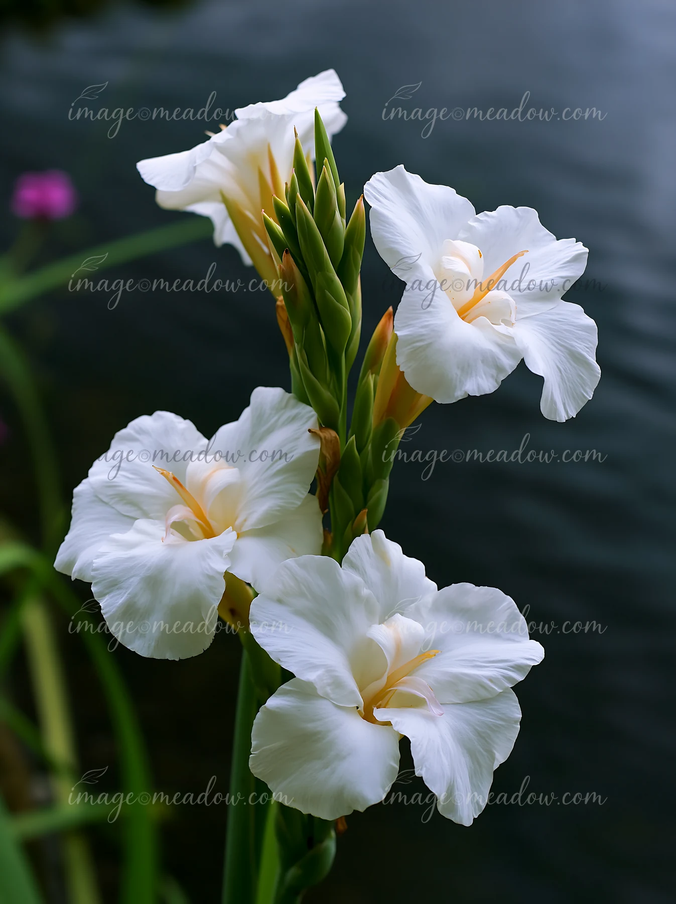 Canna lily flowers bloom by a pond, showcasing white petals and bright yellow centers.