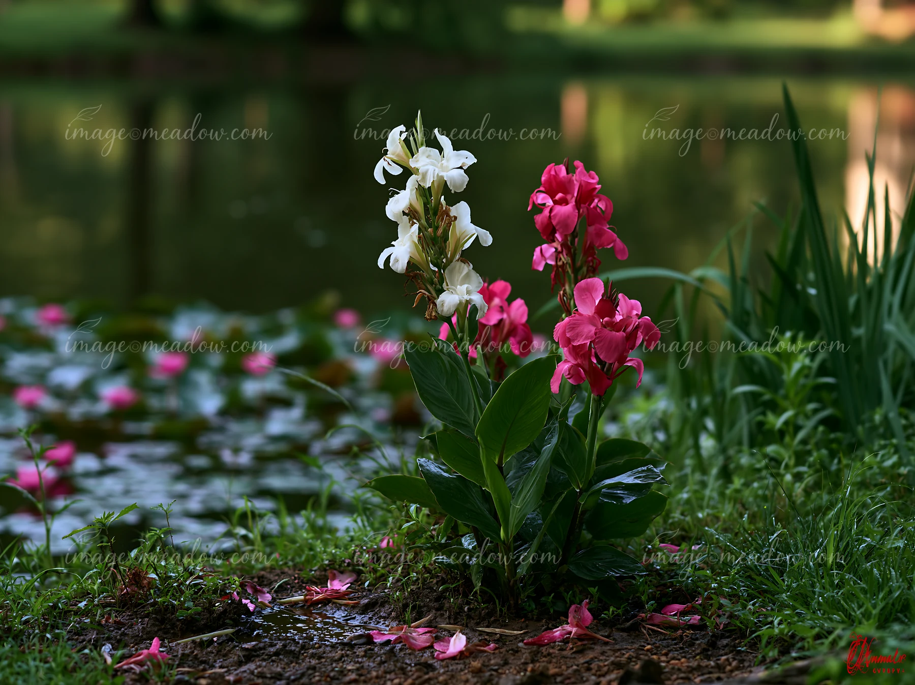Canna lily flowers bloom near a pond with green plants and scattered petals.