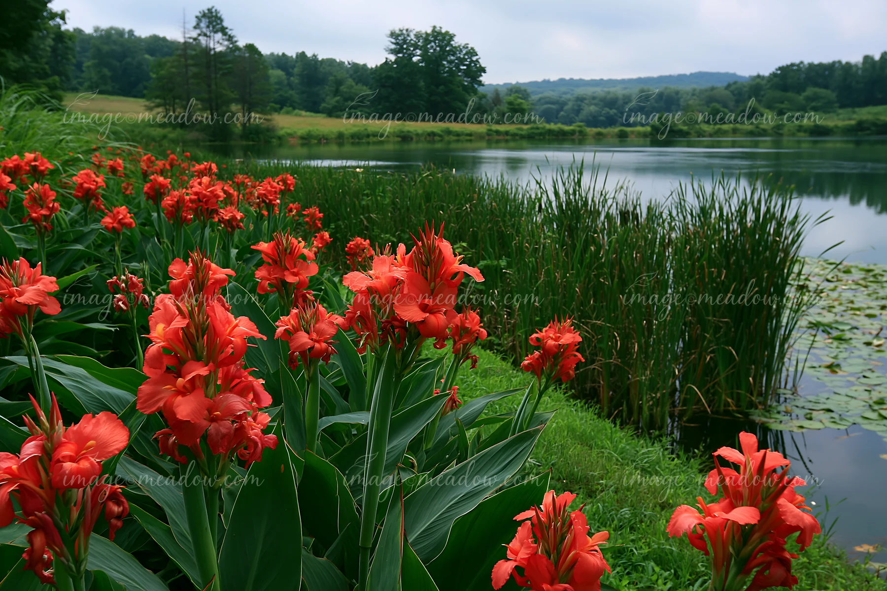 Canna lily flowers by pond show vibrant red blooms near calm waters surrounded by green plants and trees.