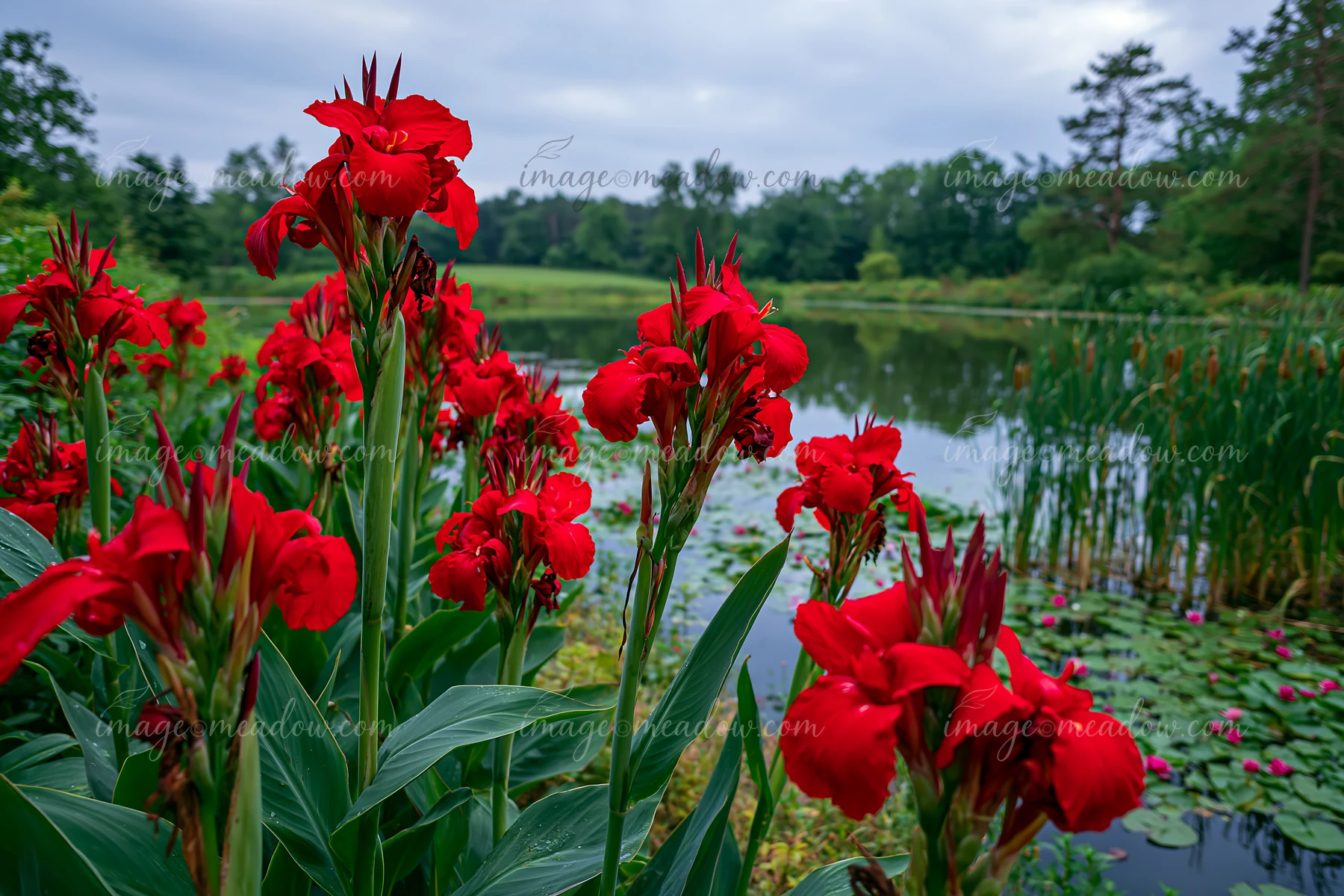 Canna lily flowers grow near a pond surrounded by green plants and trees.
