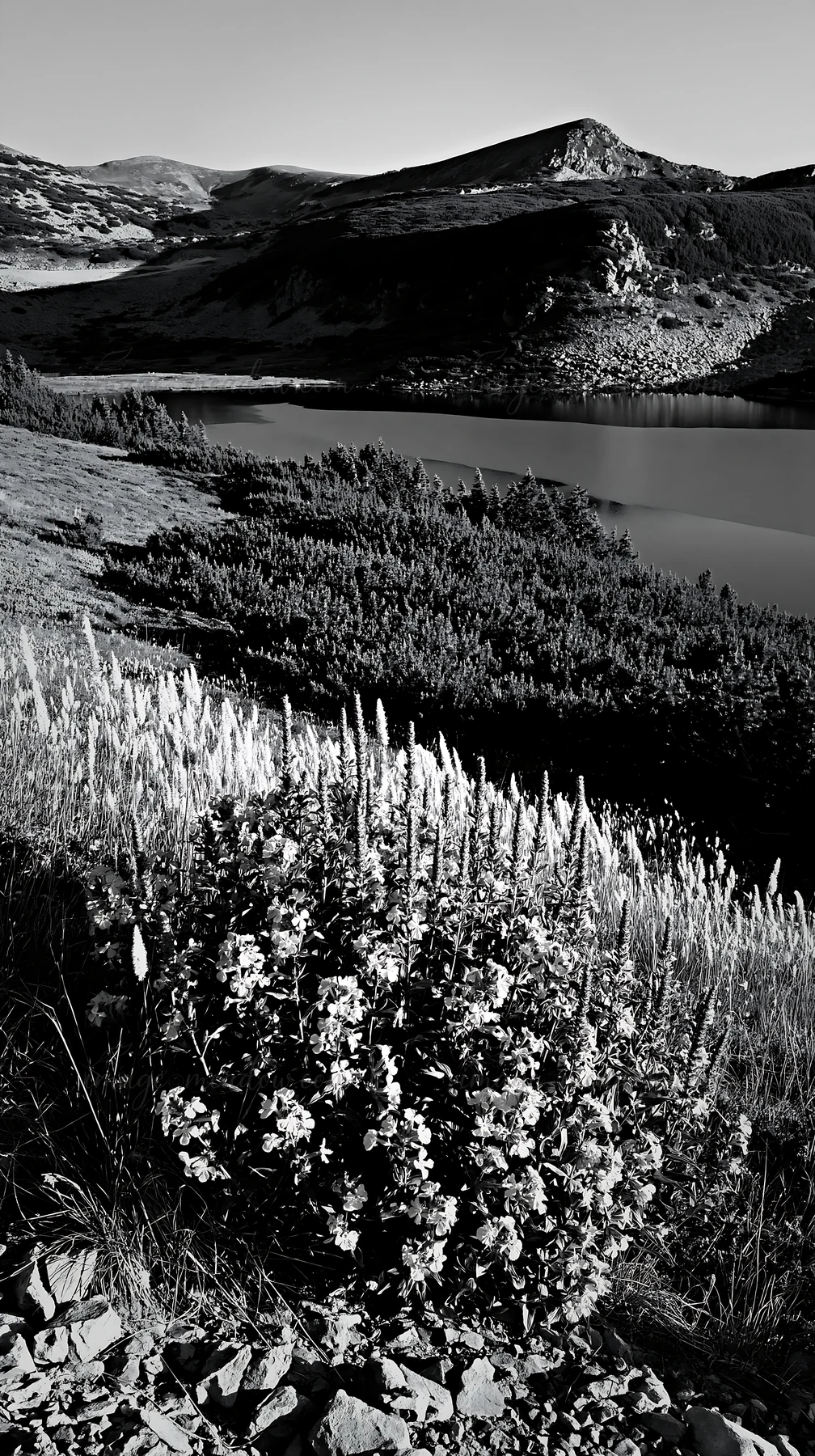 A view of a lake surrounded by mountains and a meadow filled with flowers. The scene captures early morning light on the landscape. Vegetation is prominent in t
