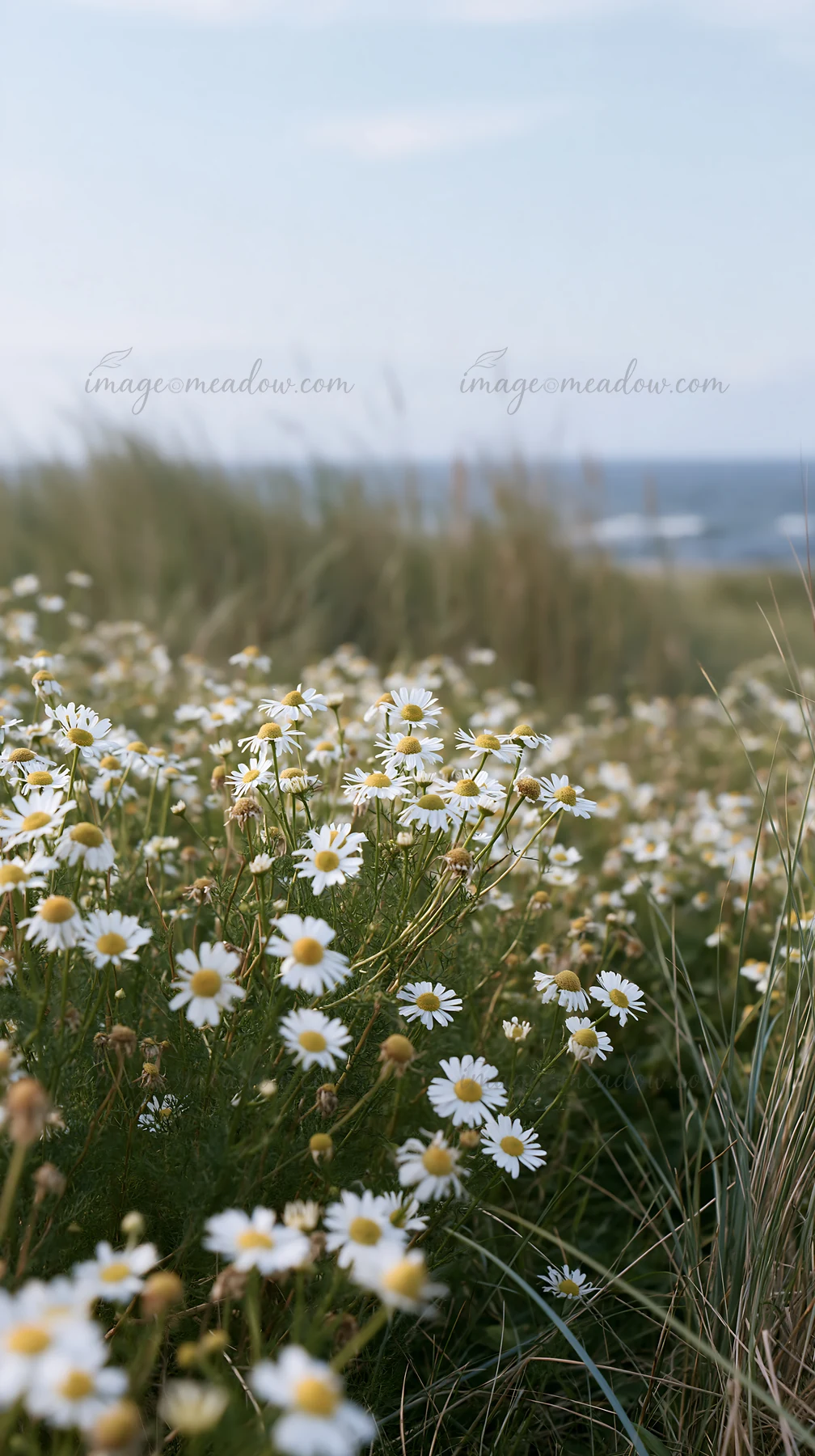 Chamomile flowers fill a meadow close to the coast. The sun shines down on the flowers, highlighting their bright white petals against the backdrop of green gra