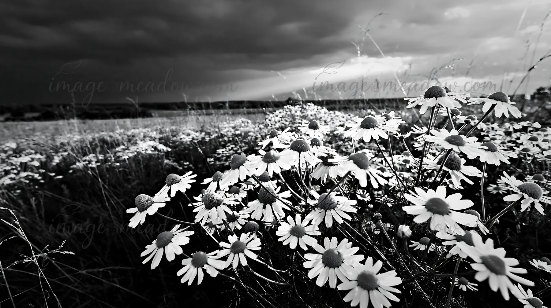 Chamomile flowers grow in a meadow as dark clouds gather in the sky above. This natural scene is set in a rural area, showcasing the wild plants amid the landsc