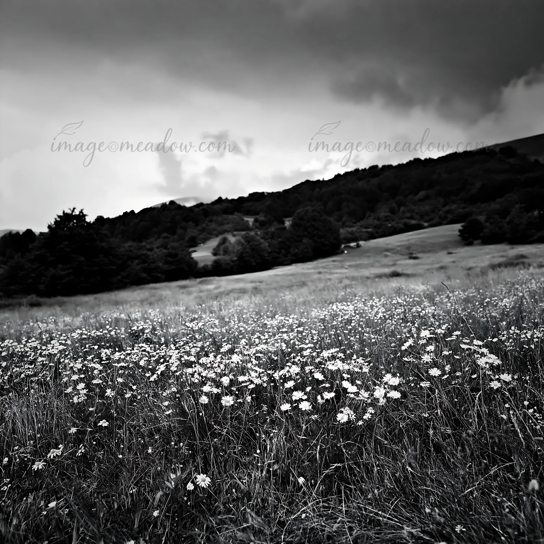 A field filled with chamomile flowers stretches across the landscape. Dark clouds hover above the green hills in the background. This scene captures a natural s