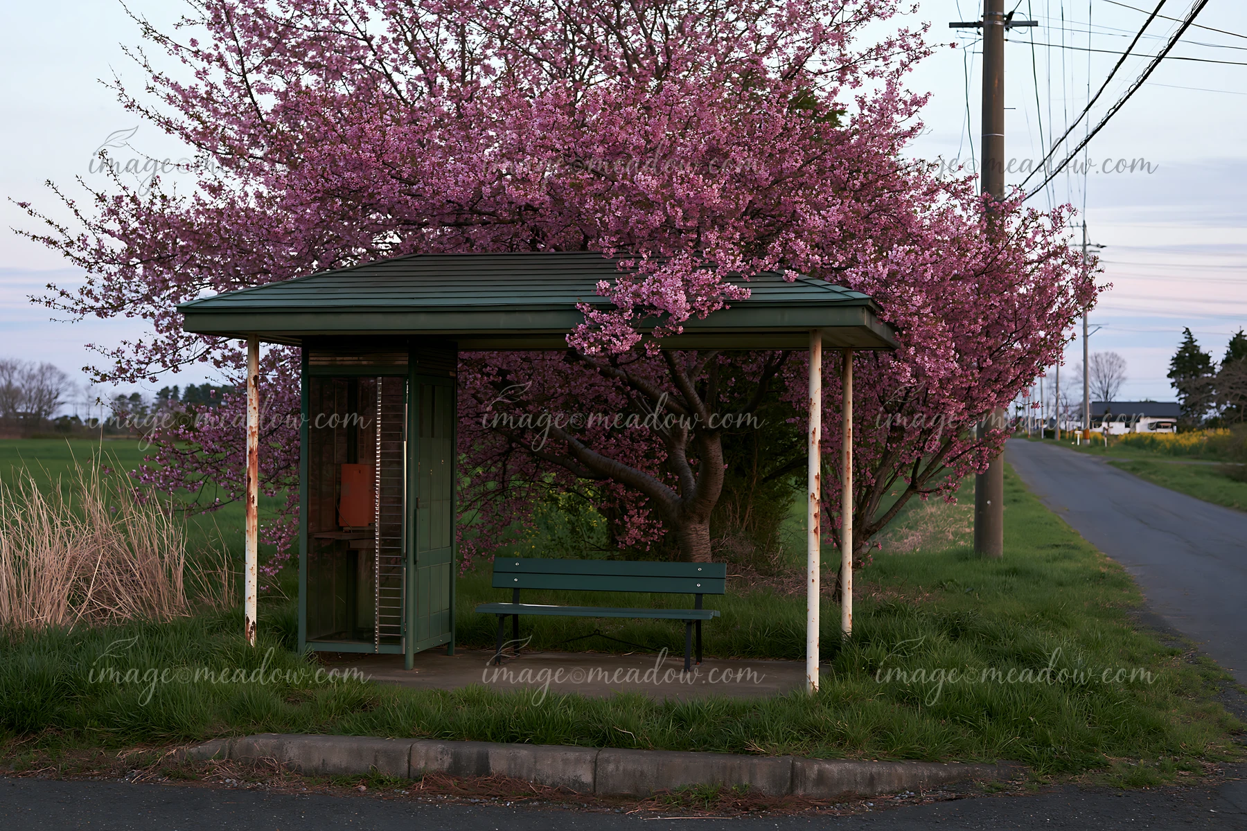 Cherry blossom trees bloom near a bus stop along a rural road in Japan.