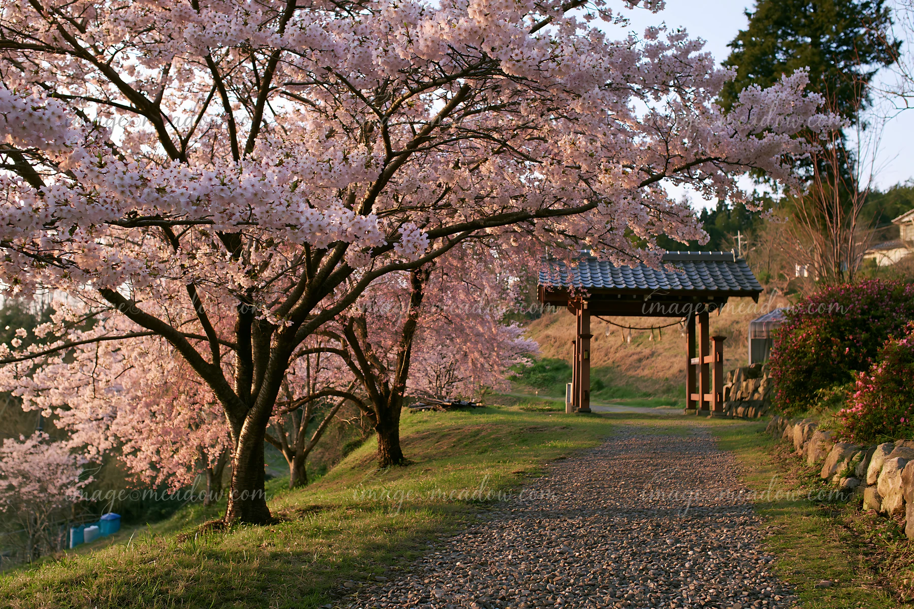 Cherry blossom trees line a gravel path near a traditional structure in Japan.