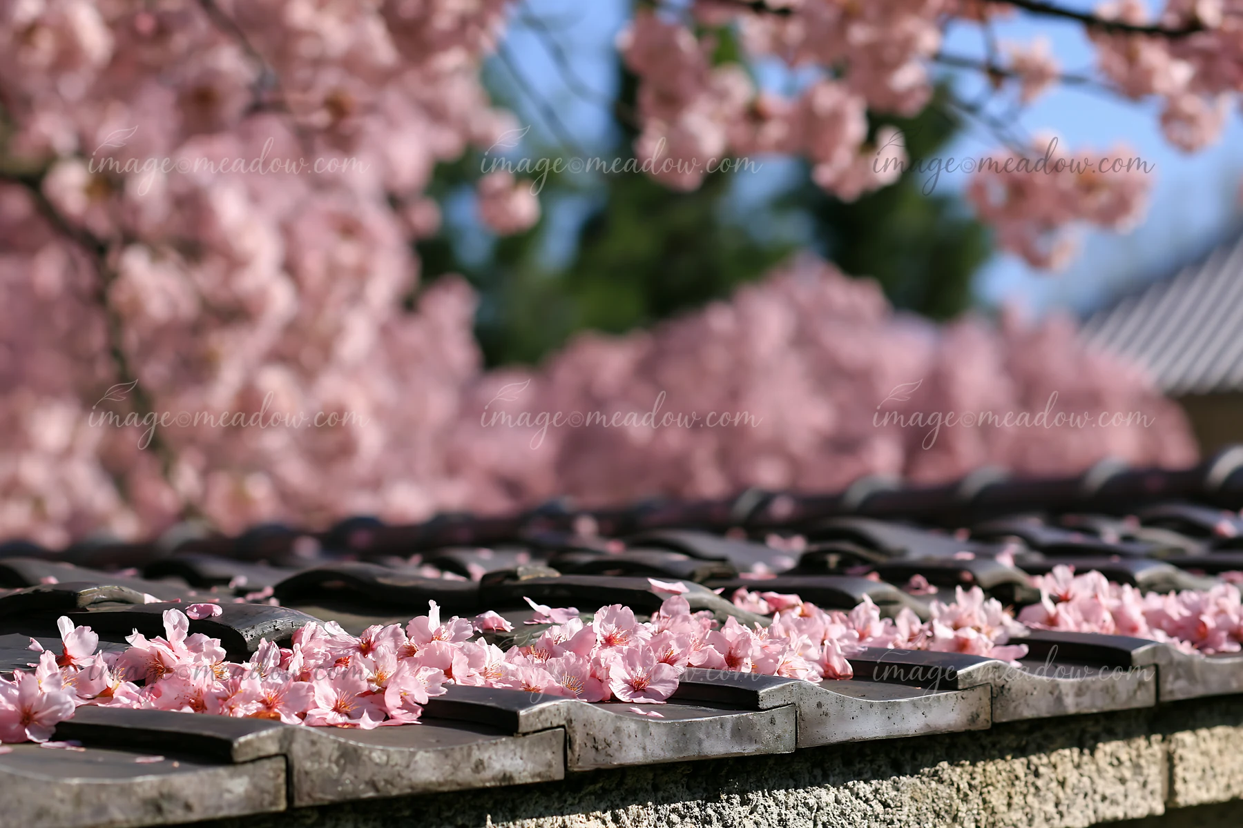 Cherry blossoms around a traditional Japanese temple cover the rooftops and ground with pink petals.
