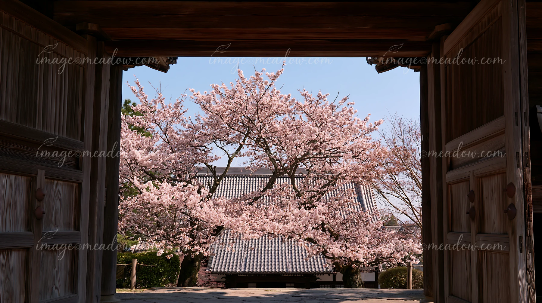 Cherry blossoms viewed through a temple gate highlight the soft pink petals against a clear blue sky.