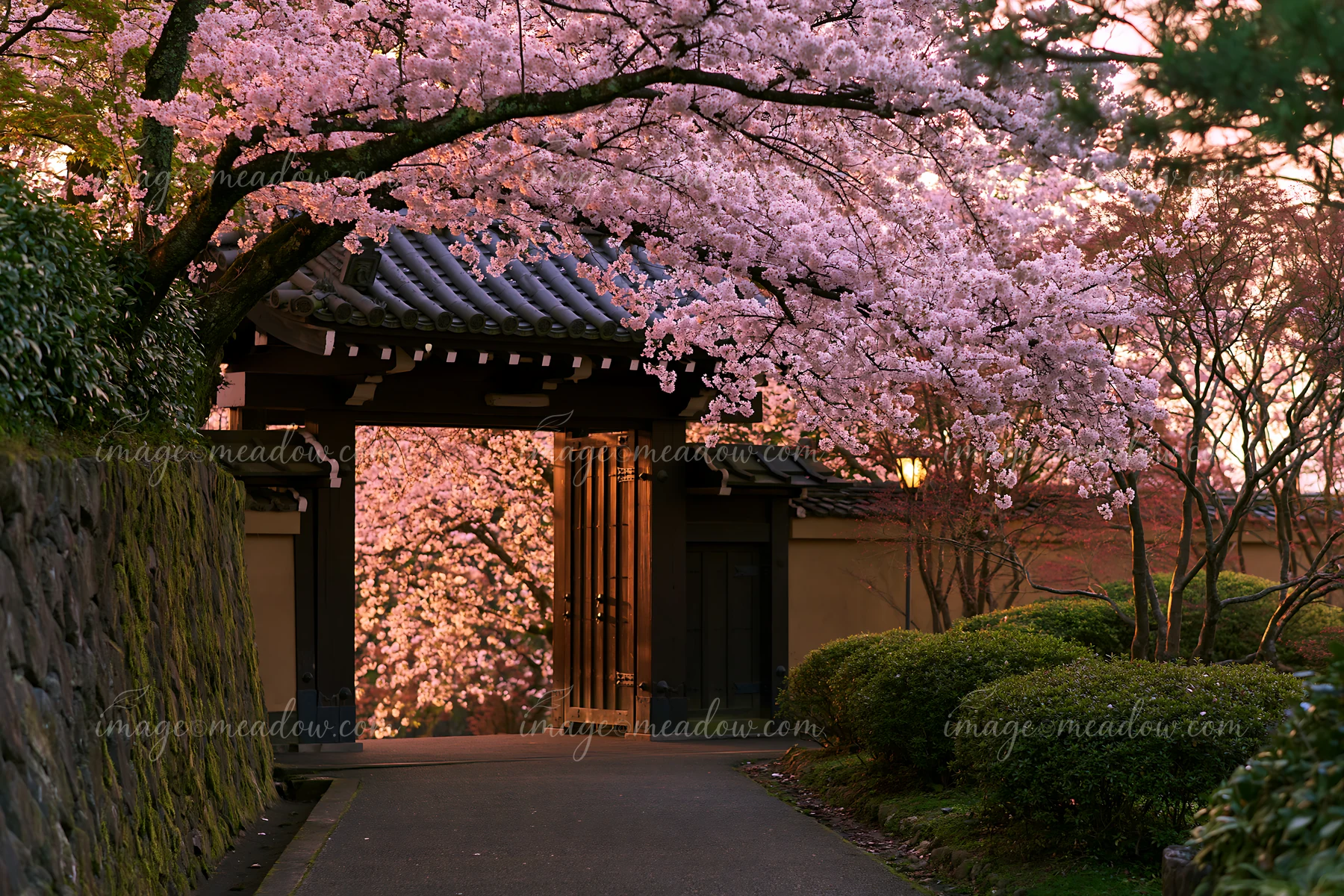 Cherry blossoms viewed through a temple gate show vibrant pink flowers framing a serene entrance.