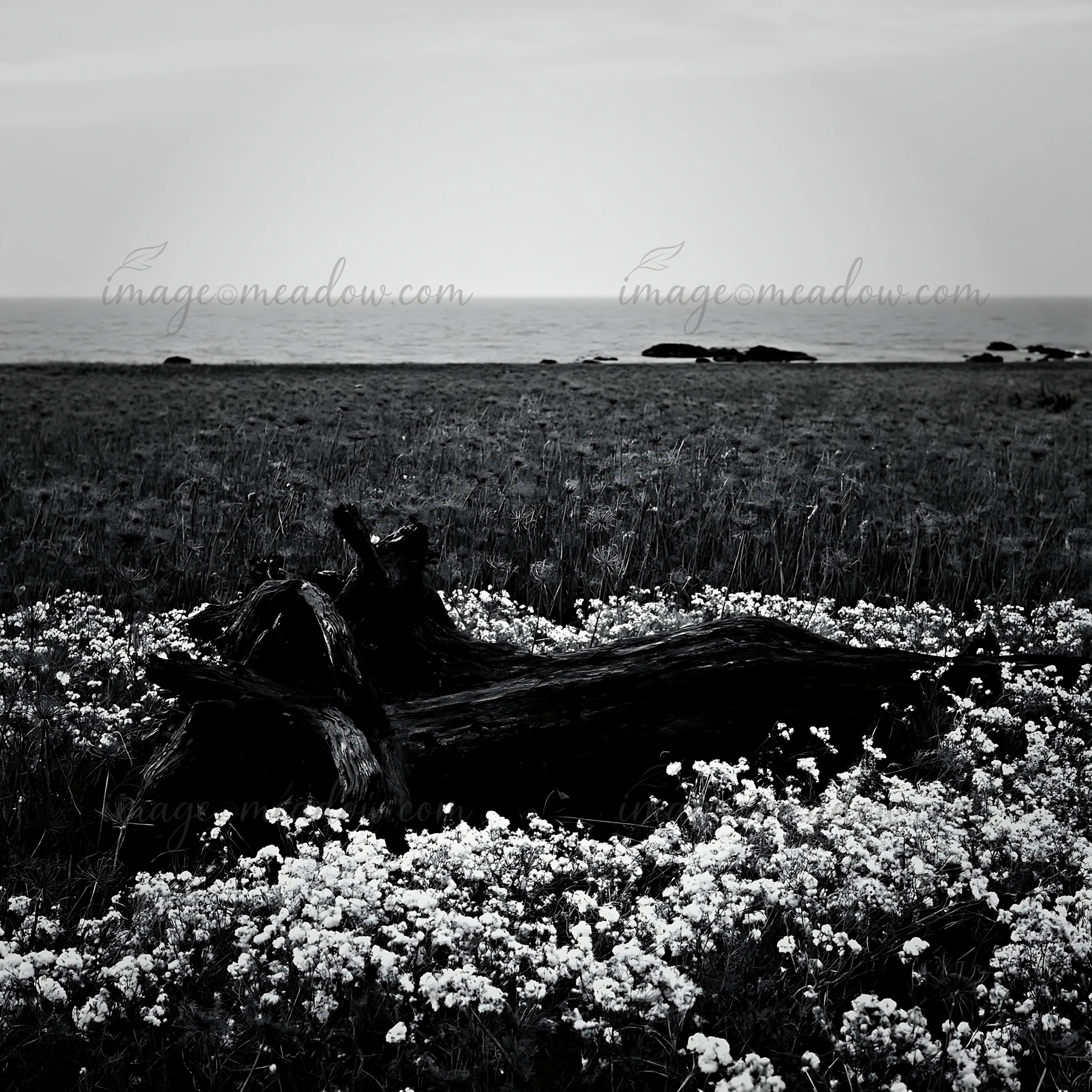 A driftwood log rests on the ground surrounded by small white flowers in a meadow near the Chiba coast. The ocean is visible in the background under a cloudy sk