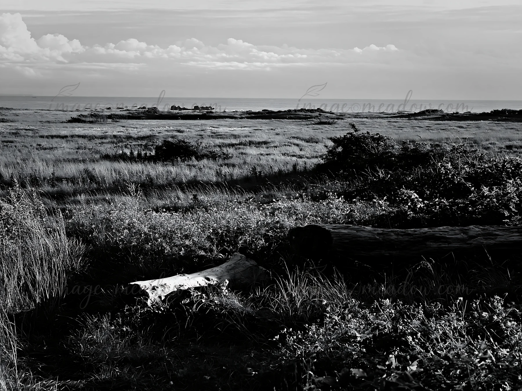 The view shows a meadow in Chiba, with driftwood on the ground and the sea in the distance. Grass grows around the logs under a bright sky with soft clouds abov