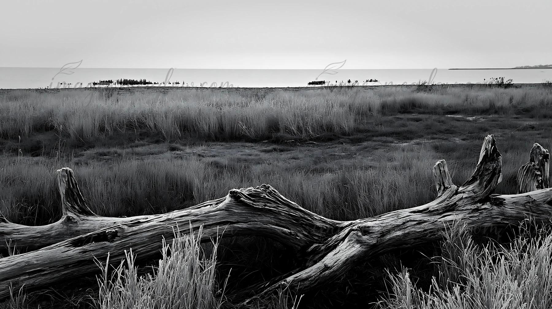 Driftwood lies across a meadow in Chiba, where the grass meets the coastline. The distant water stretches out to the horizon, with distant land visible on a clo