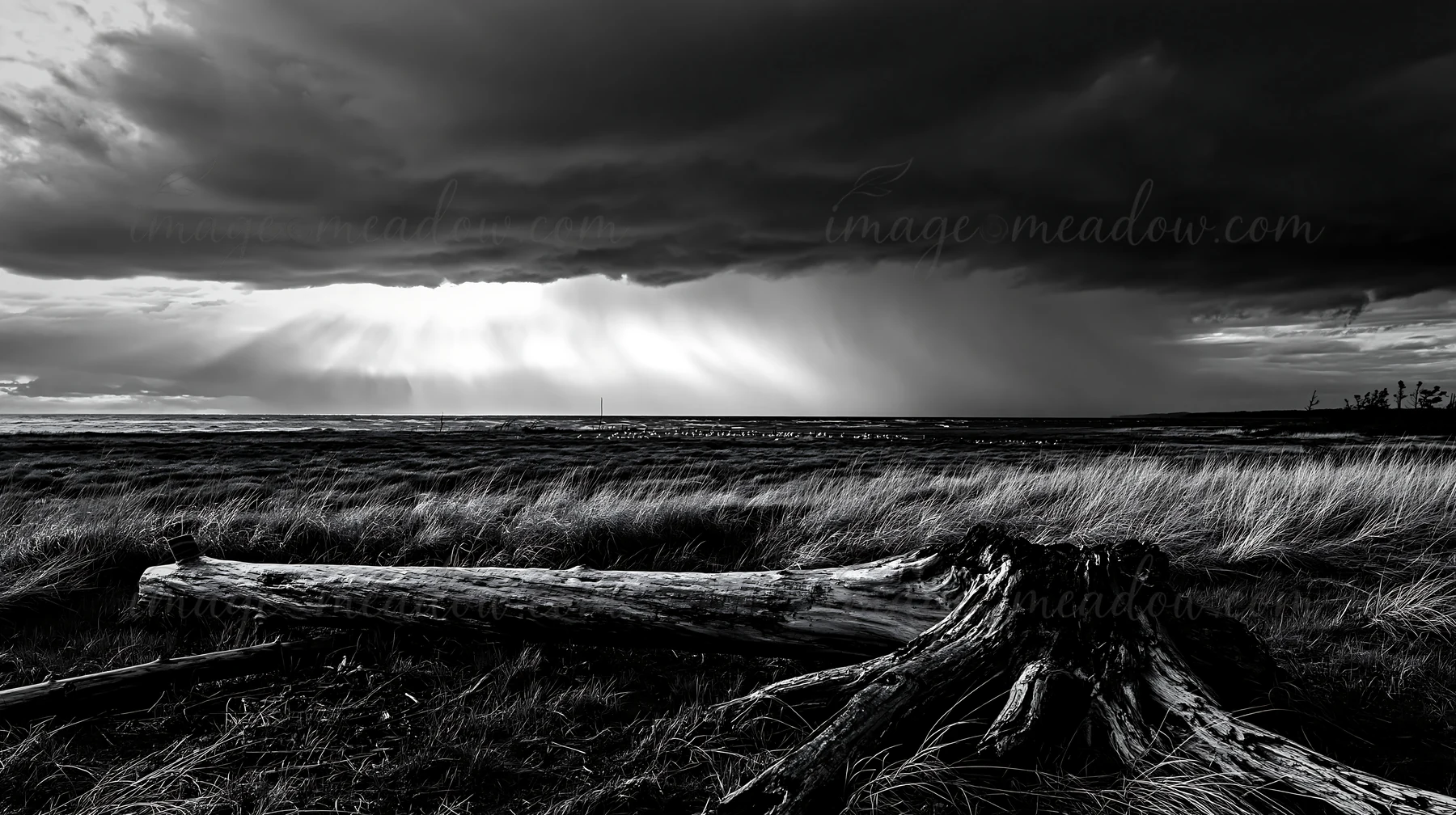 A piece of driftwood rests in a meadow along the Chiba coast. Dark clouds fill the sky, with patches of light breaking through. The grass sways gently in the br