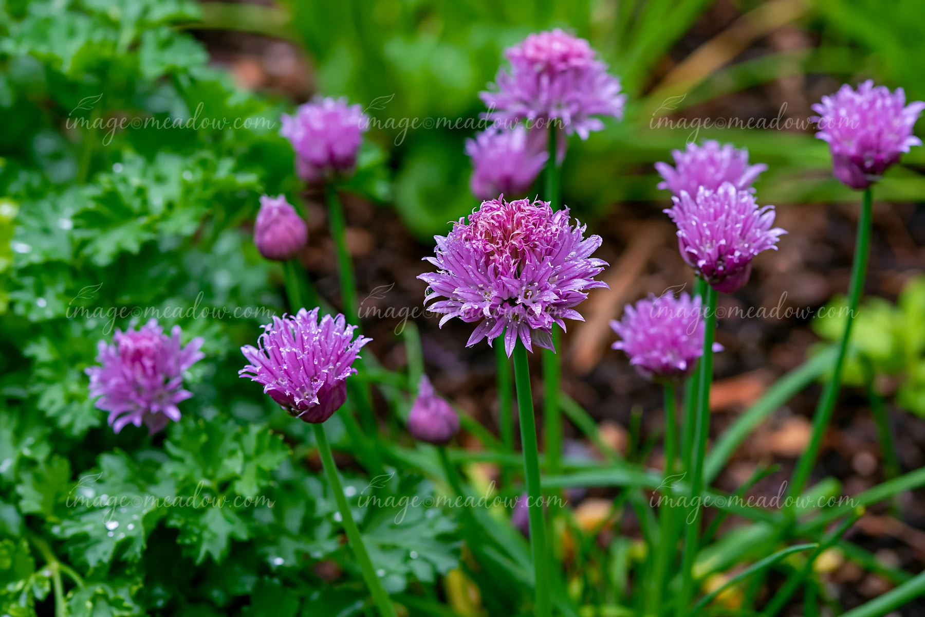 Chive flowers bloom in a garden herb bed, standing tall among green leaves and other plants.