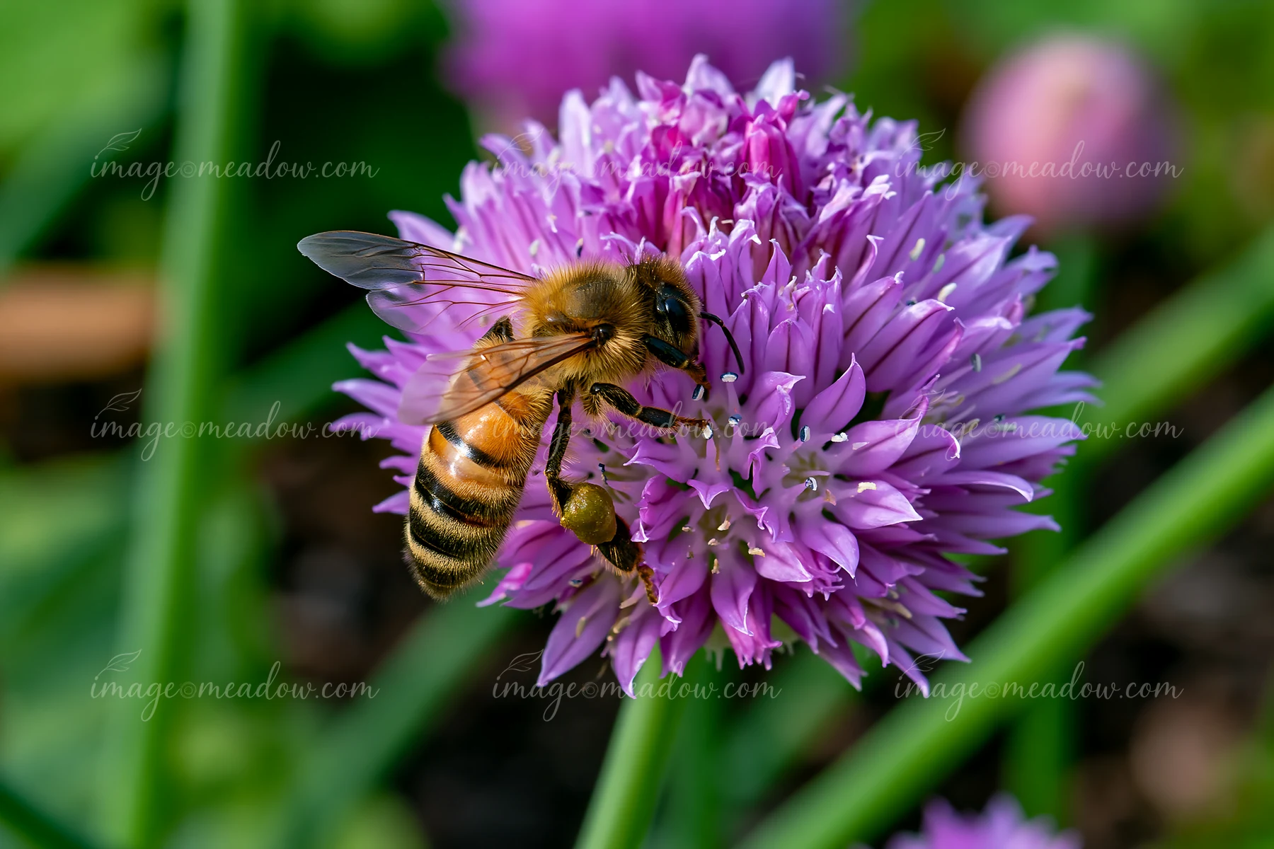 Chive flowers in herb bed attract a bee as it gathers nectar from the lavender blooms.