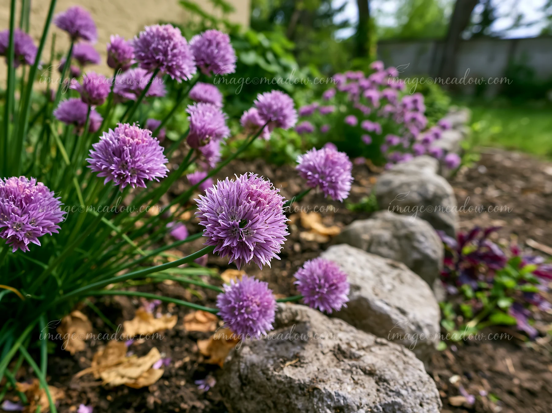Chive flowers in herb bed bloom alongside a stone border in a garden setting.