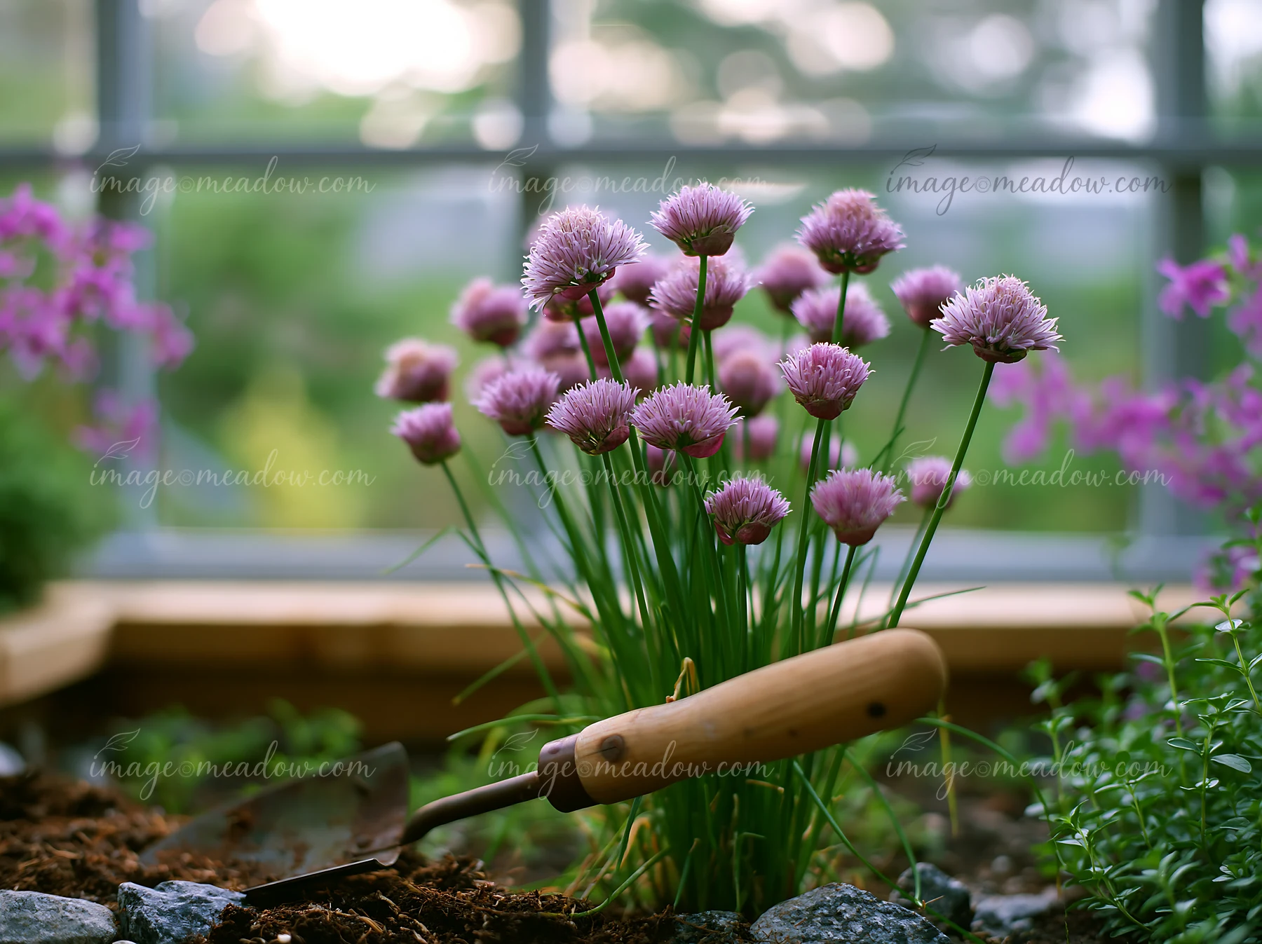Chive flowers in herb bed stand tall in a garden.