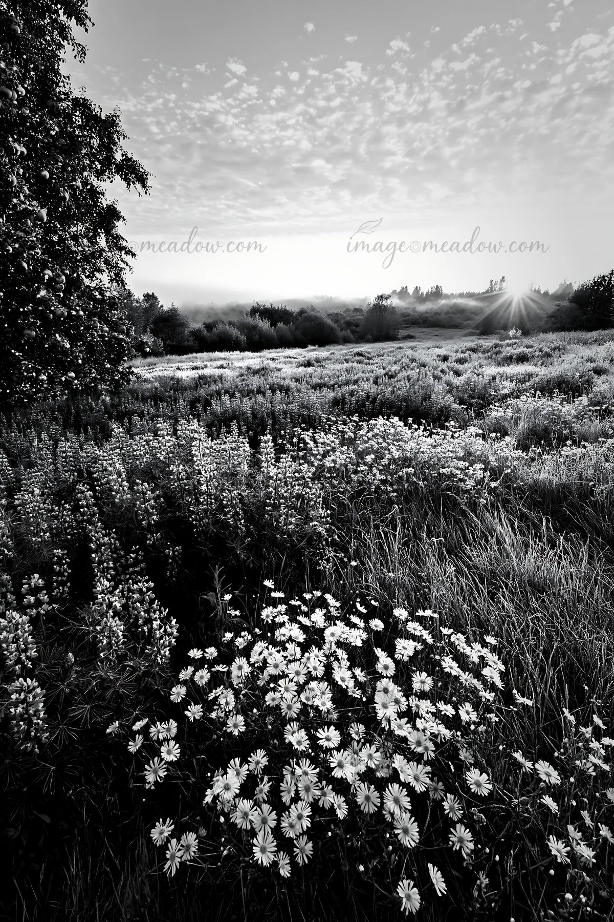 A meadow shows grass and flowers covered with frost in winter. Light shines through the trees in the distance, and the sky has scattered clouds. The scene refle